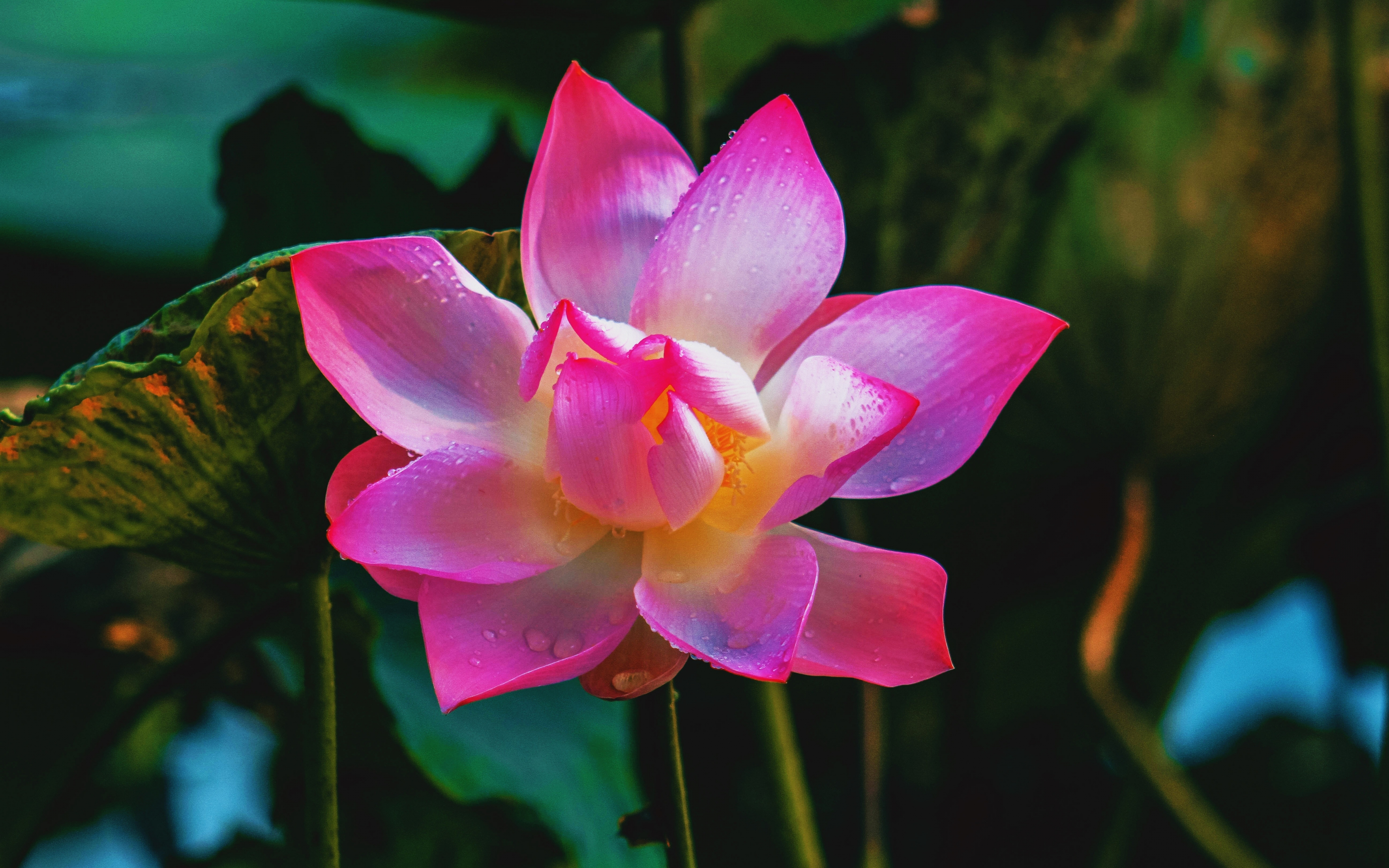 Adorable, flower, pink, lotus, 2880x1800 wallpaper