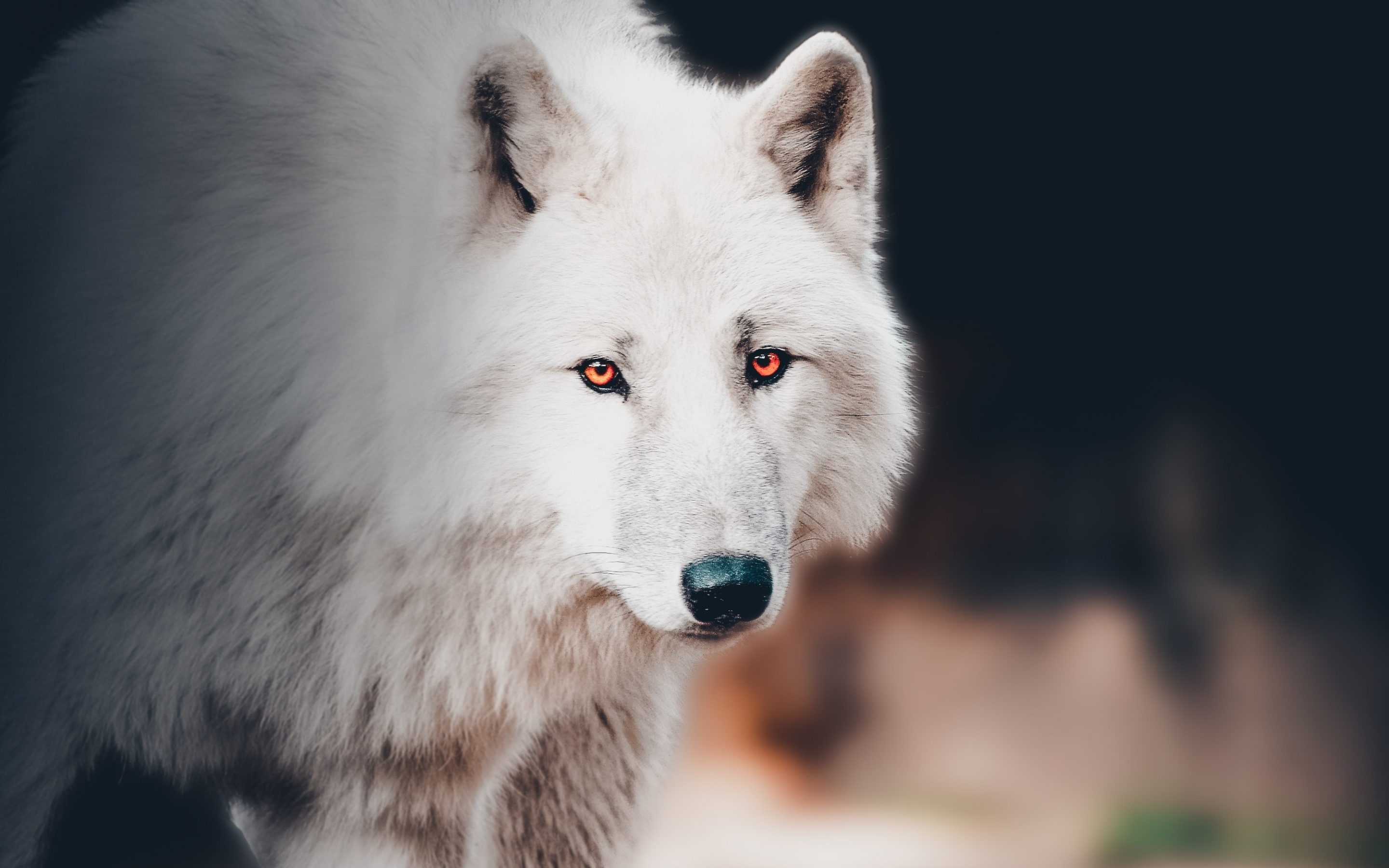 The white wolf, portrait, 2880x1800 wallpaper