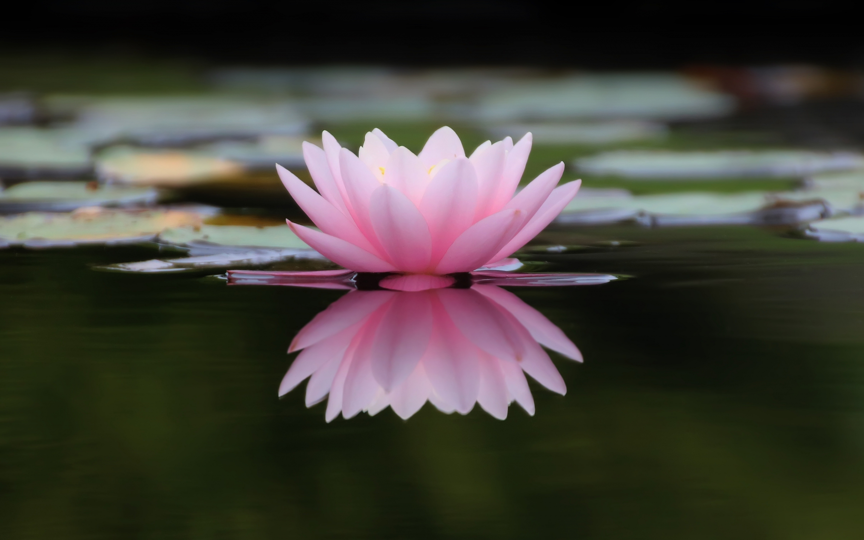 Lake, flower, pink water lily, reflections, 2880x1800 wallpaper