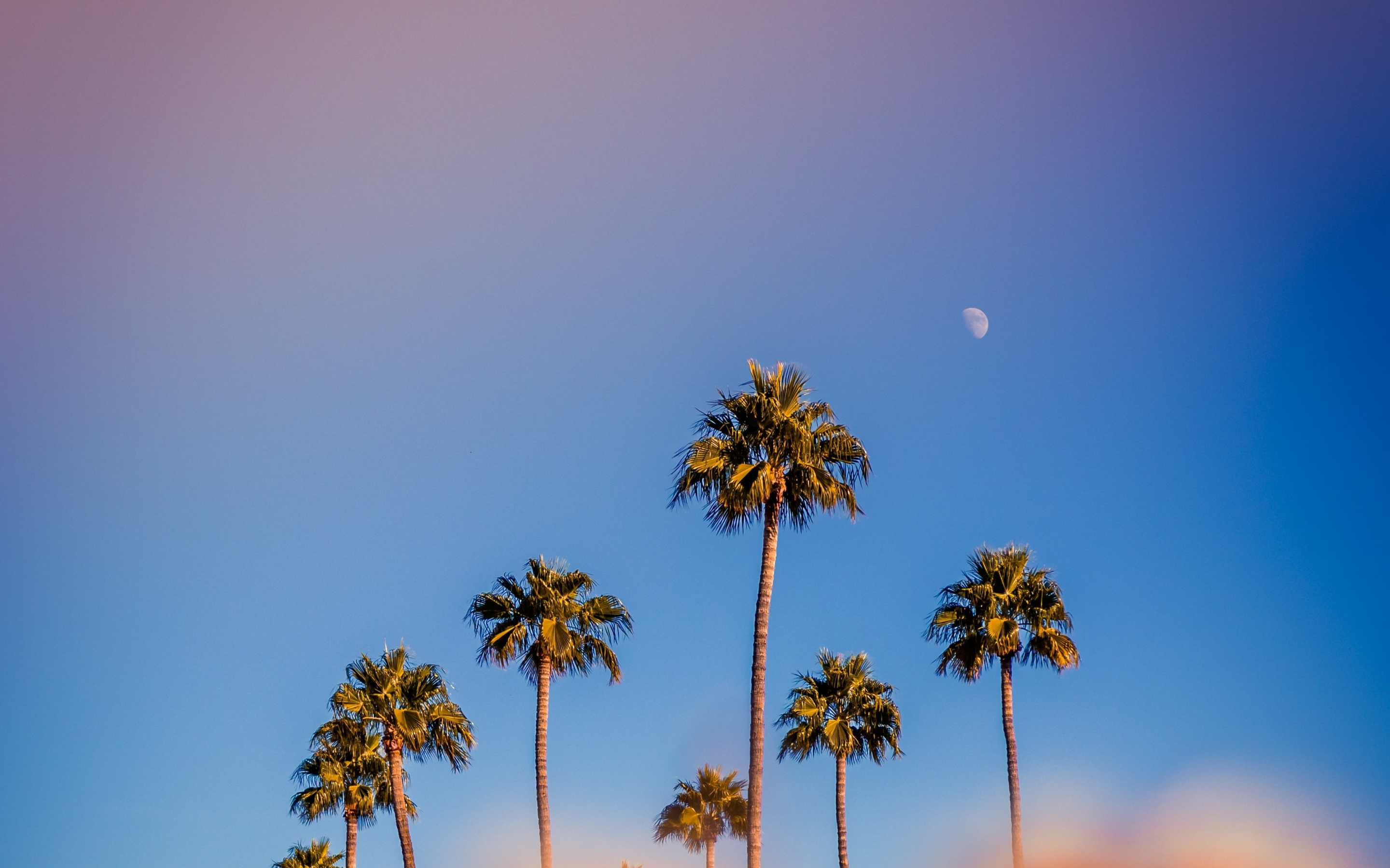 Portrait, palm trees, minimal, sunset, 2880x1800 wallpaper