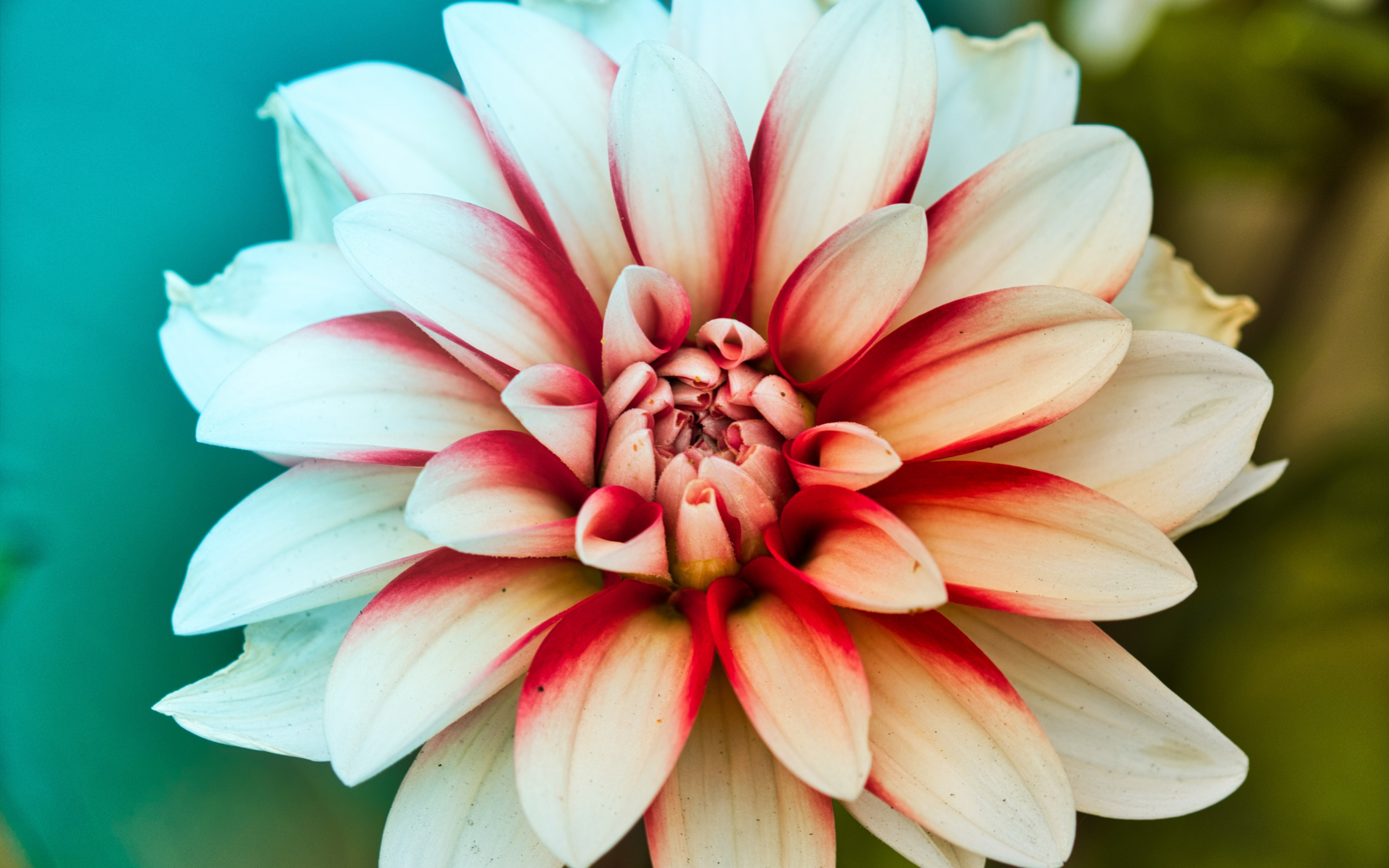 Dahlia, beauty of flower, close up, 2880x1800 wallpaper