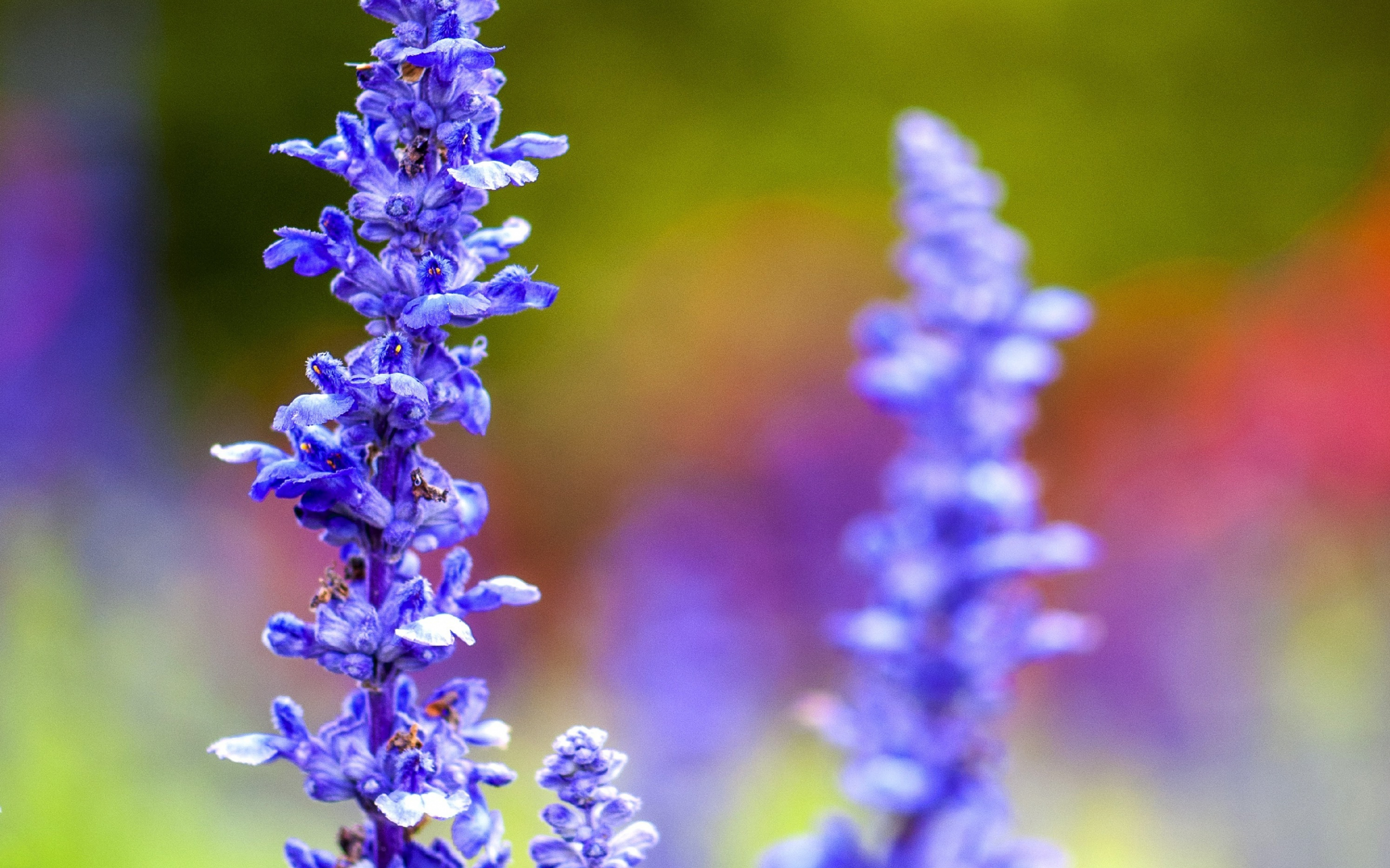 Blur, flora, flowers, purple, meadow, 2880x1800 wallpaper