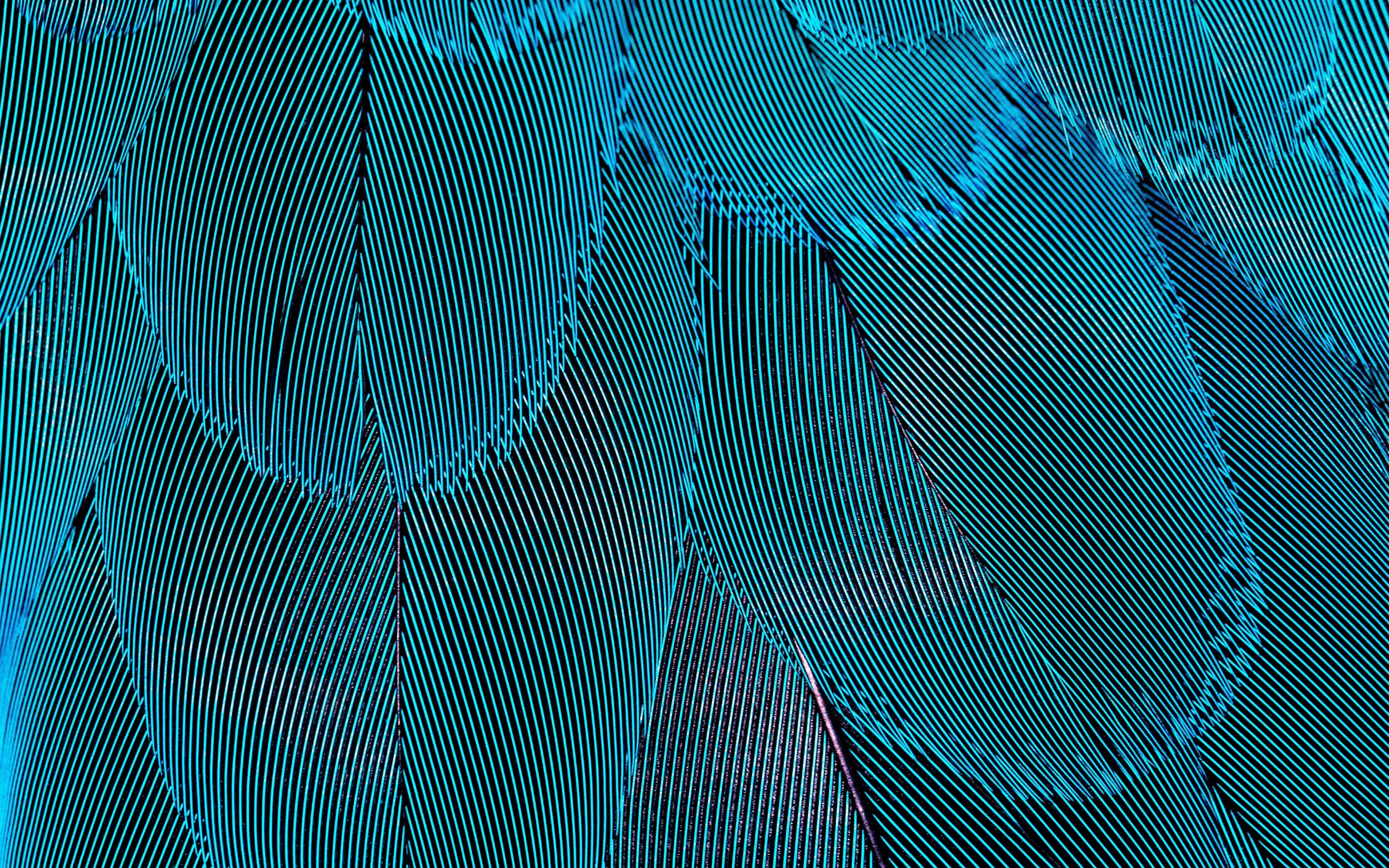 Plumage, blue feathers, close up, 2880x1800 wallpaper