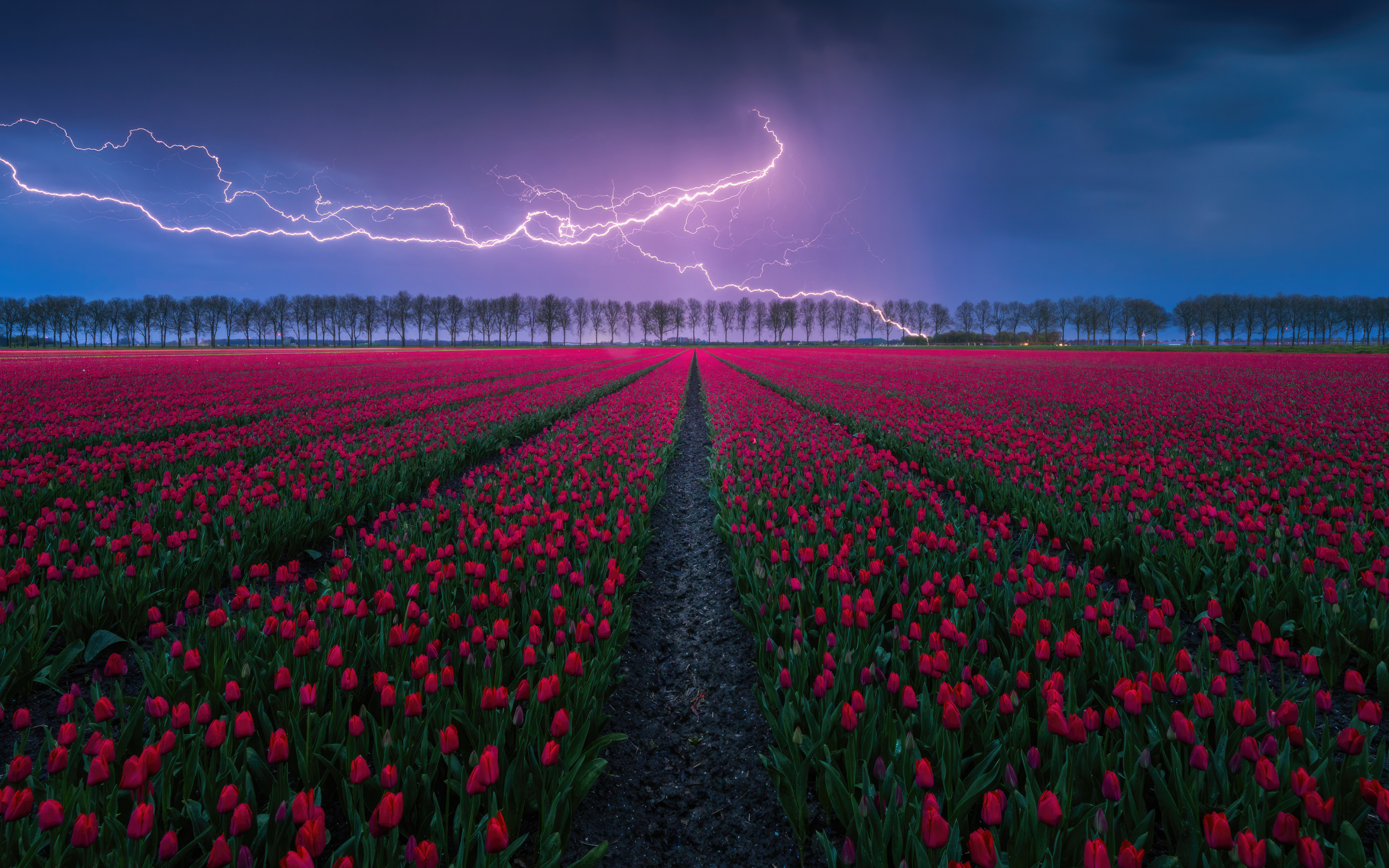 Tulip field, lightning, storm, nature, 2880x1800 wallpaper