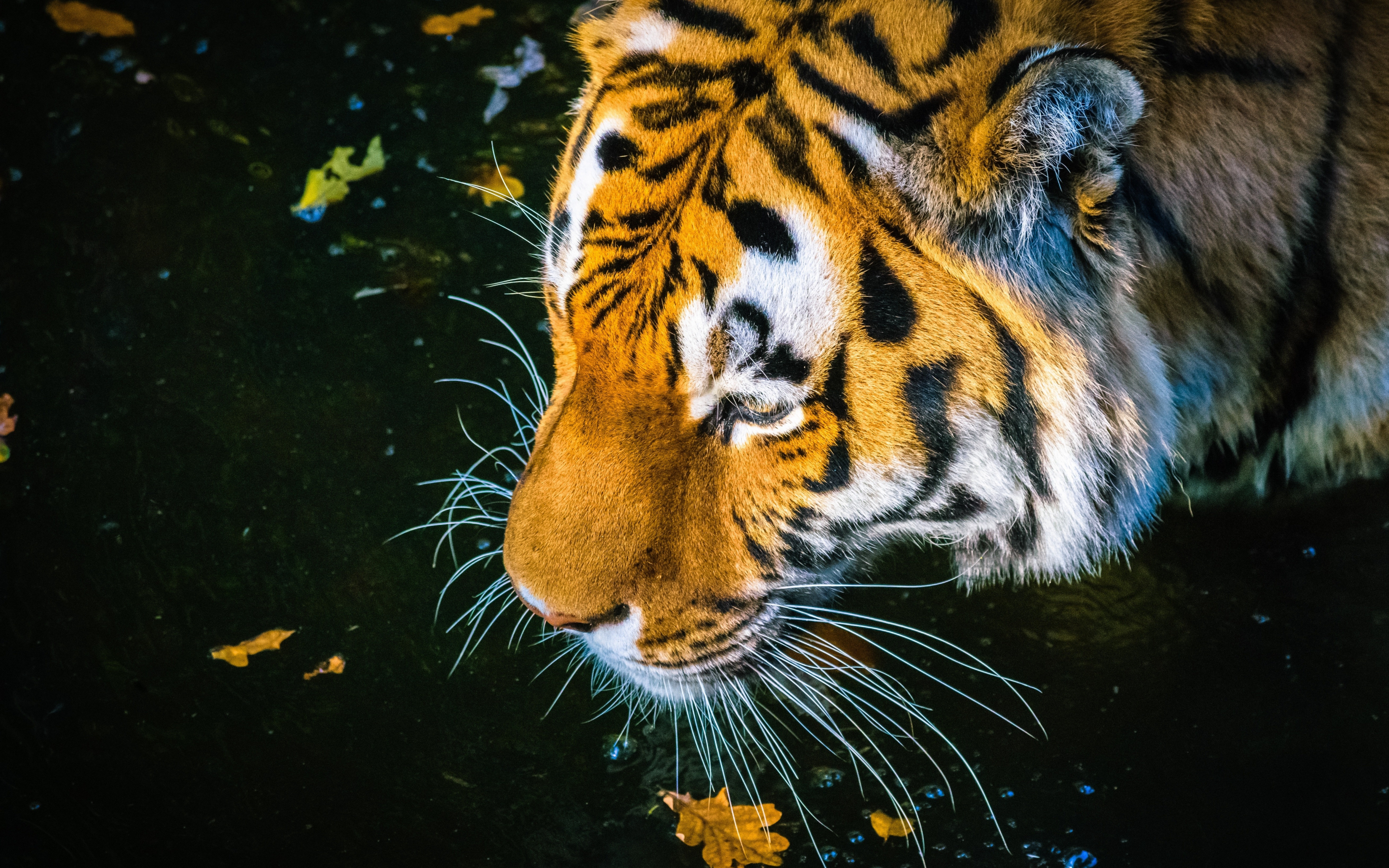 Predator, tiger, drinking water, muzzle, 2880x1800 wallpaper