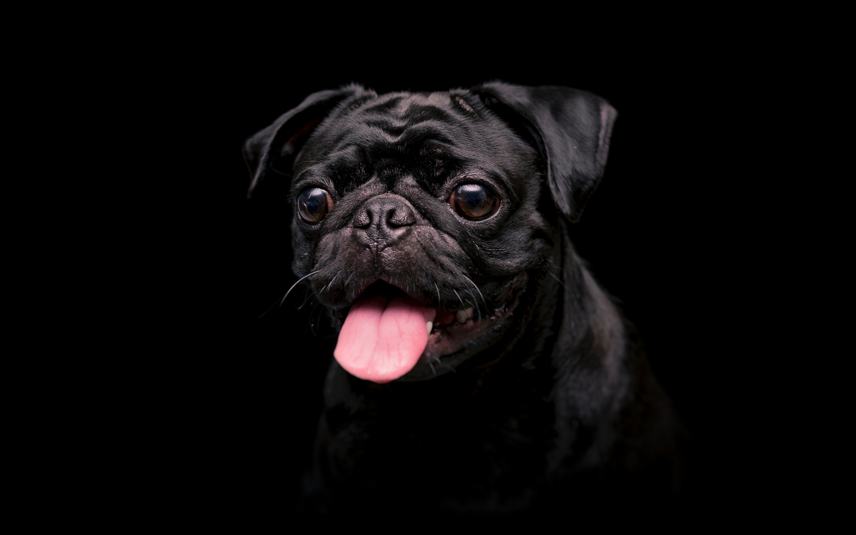 Black cute dog, animal, 2880x1800 wallpaper