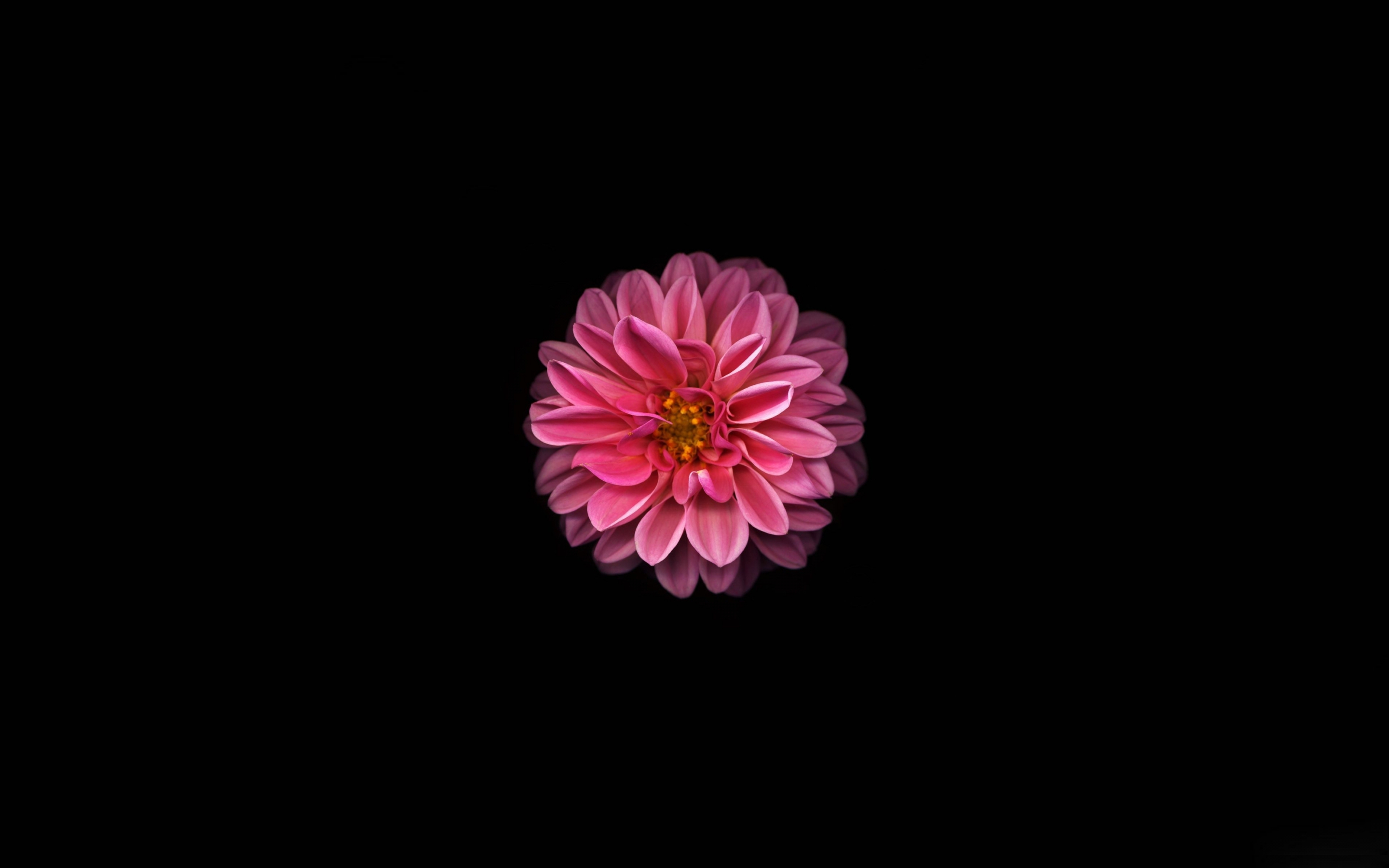 Pink Dahlia, minimal and dark, 2880x1800 wallpaper
