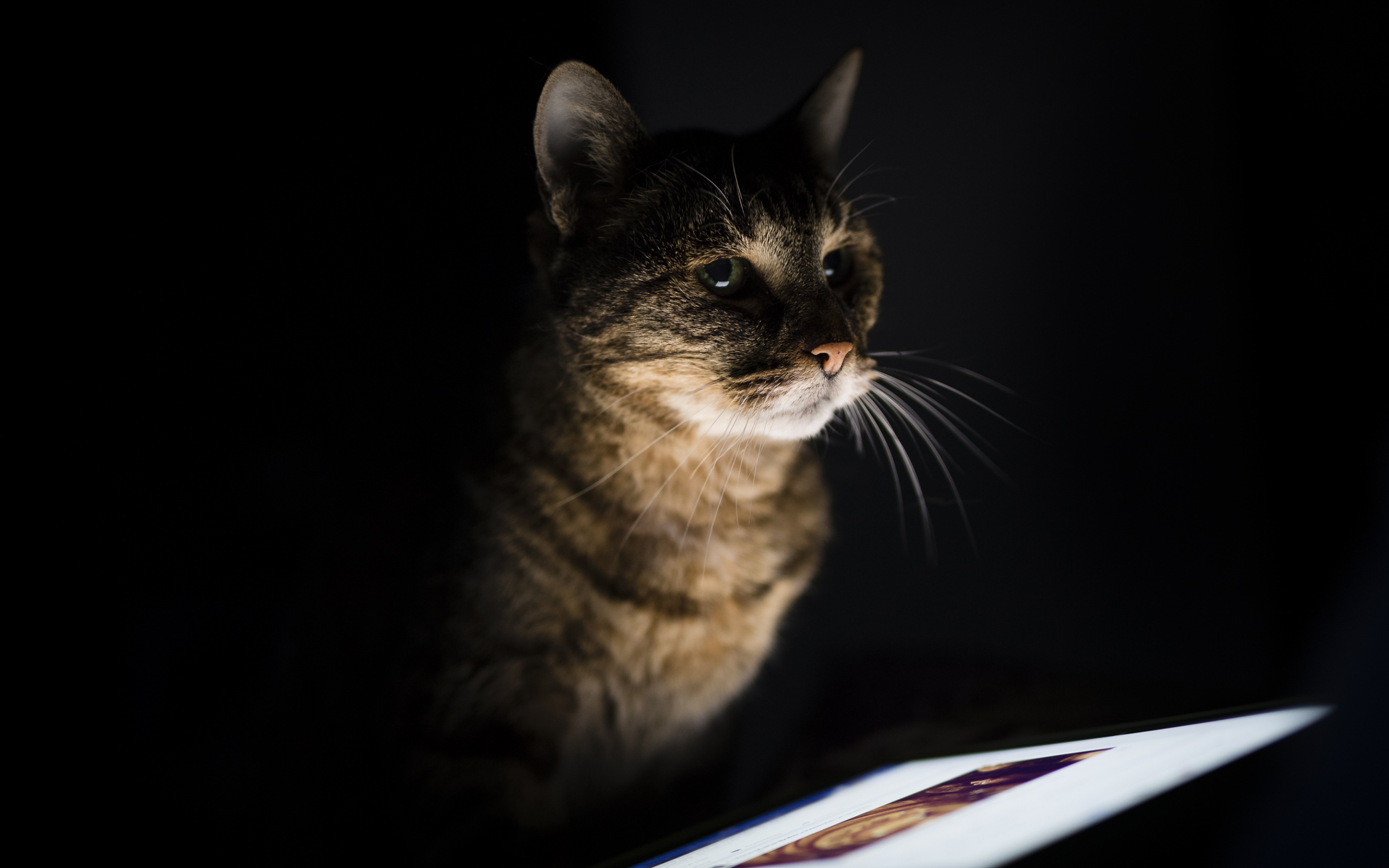 Curious cat, pet animal, feline, portrait, 2880x1800 wallpaper