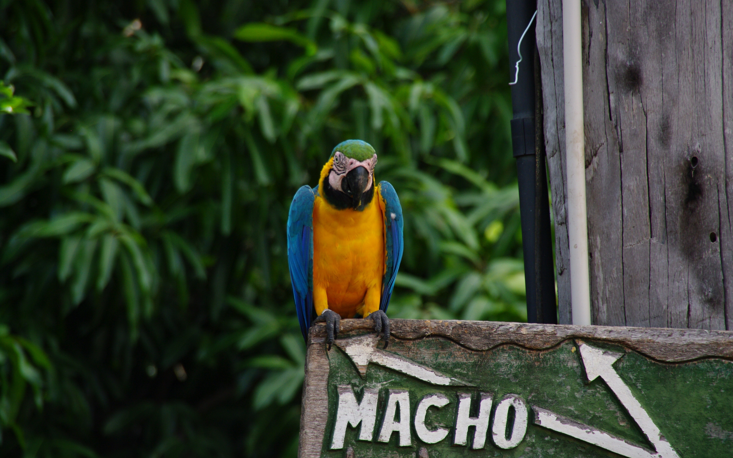 Blue macaw, colorful, tropical, bird, 2880x1800 wallpaper