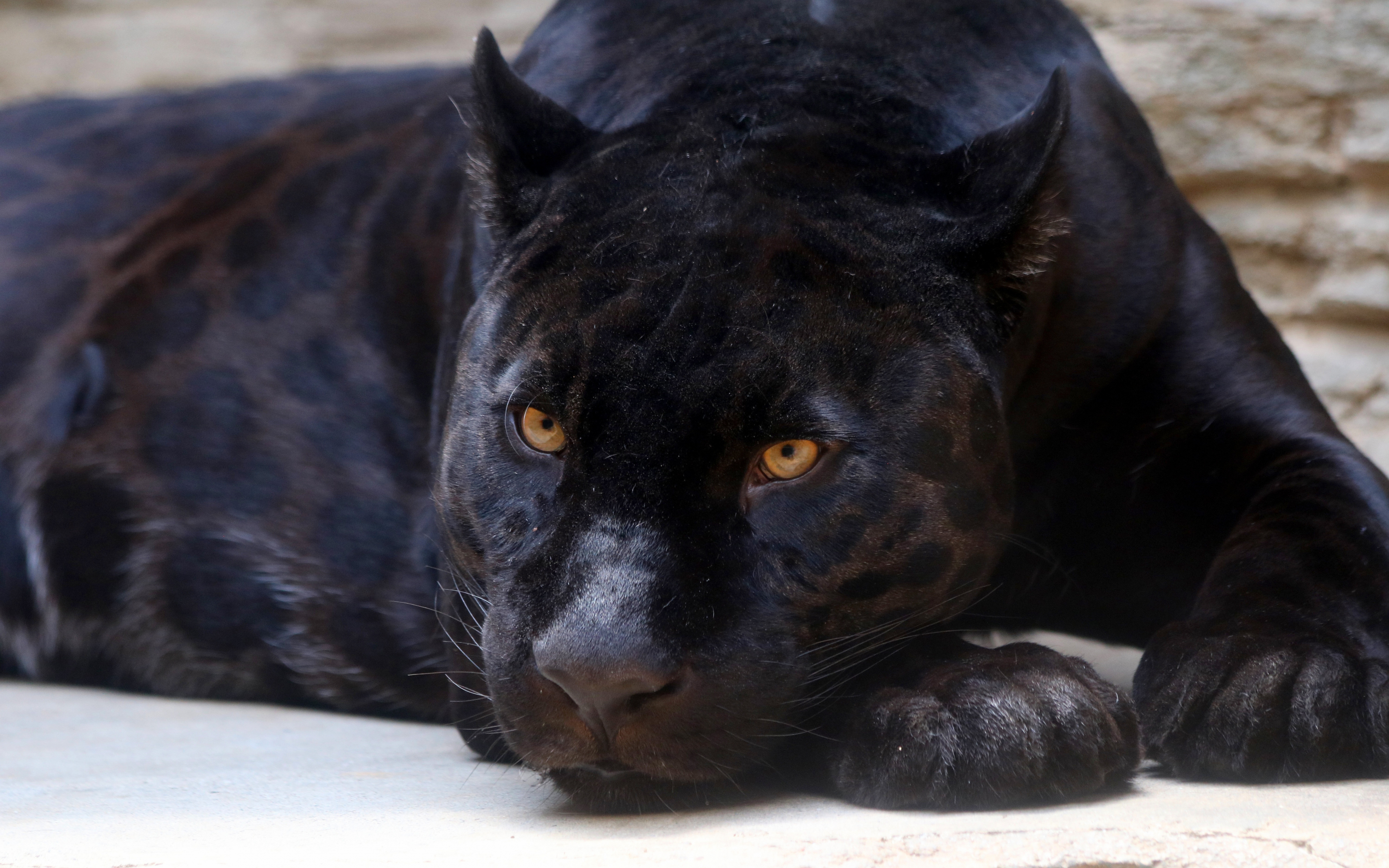 Black Panther, predator, relaxed, 2880x1800 wallpaper