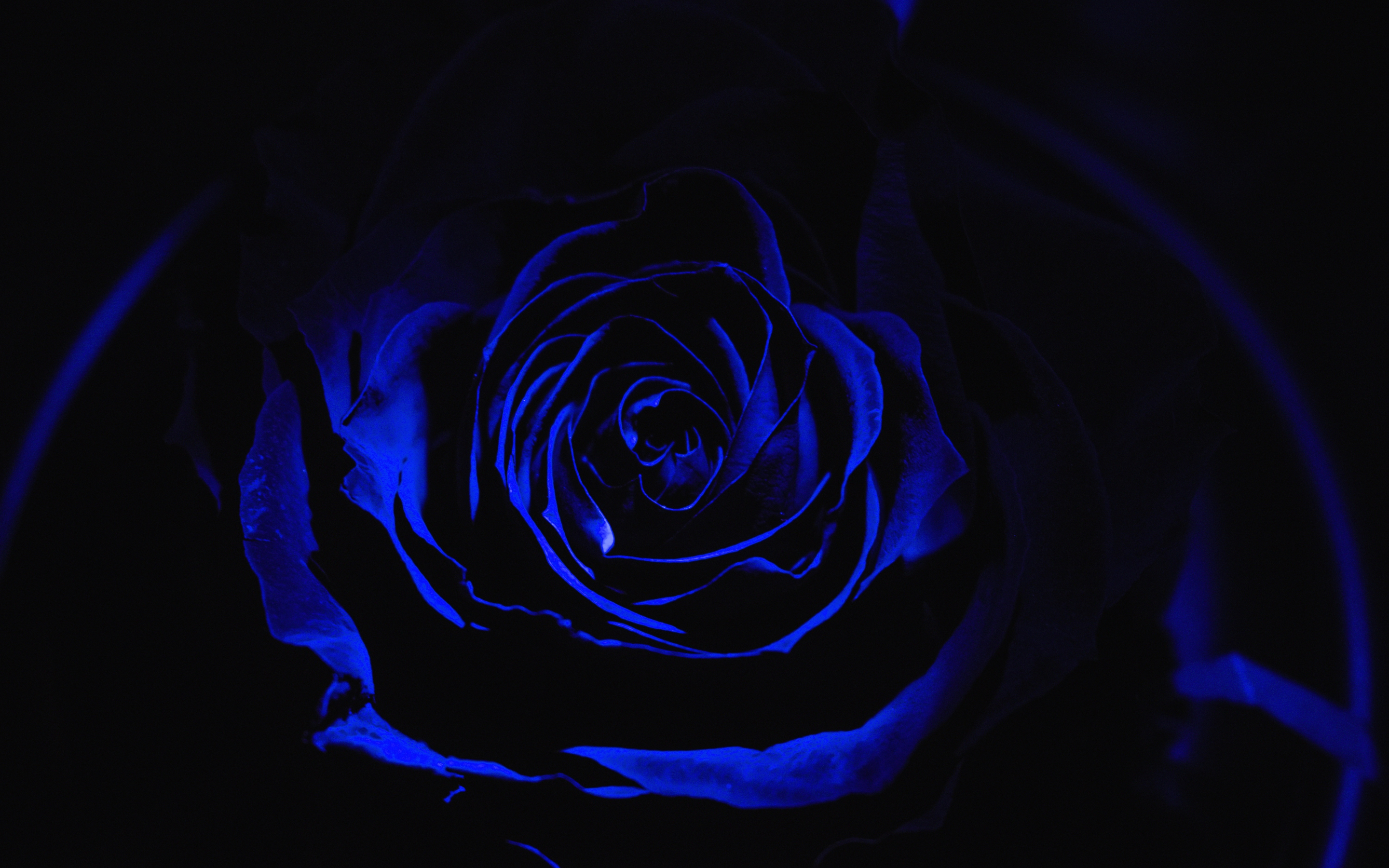 Blue rose, dark, close up, 2880x1800 wallpaper