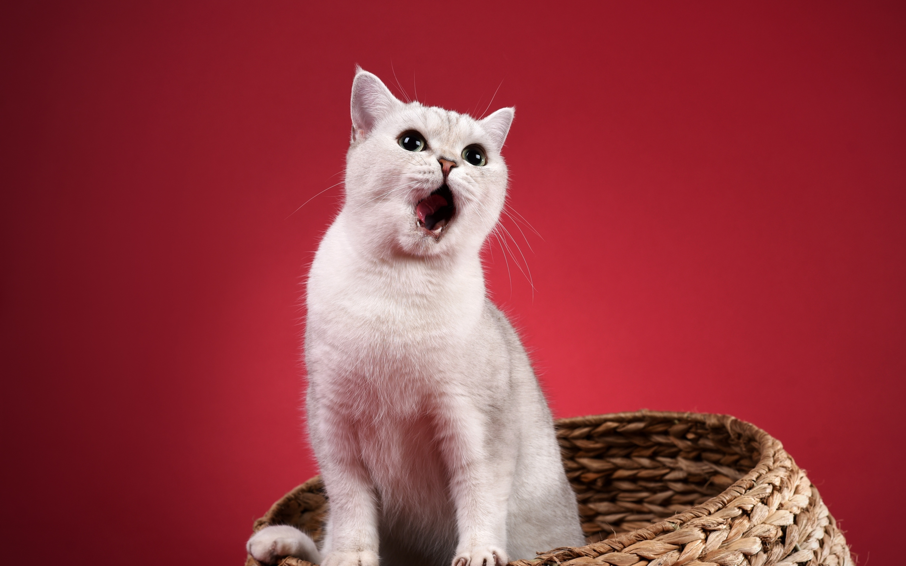 Yawn, white animal, pet, cat, 2880x1800 wallpaper