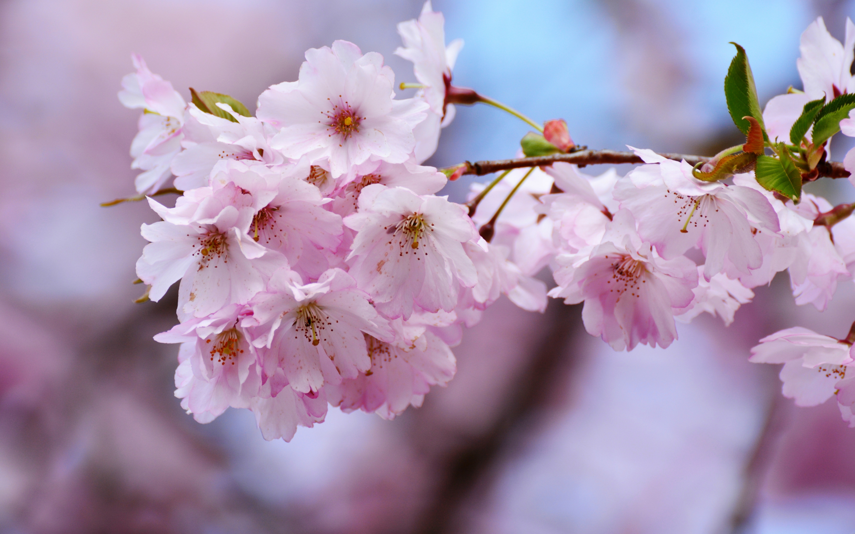 Cherry blossoms, flowers, blur, tree branches, 2880x1800 wallpaper