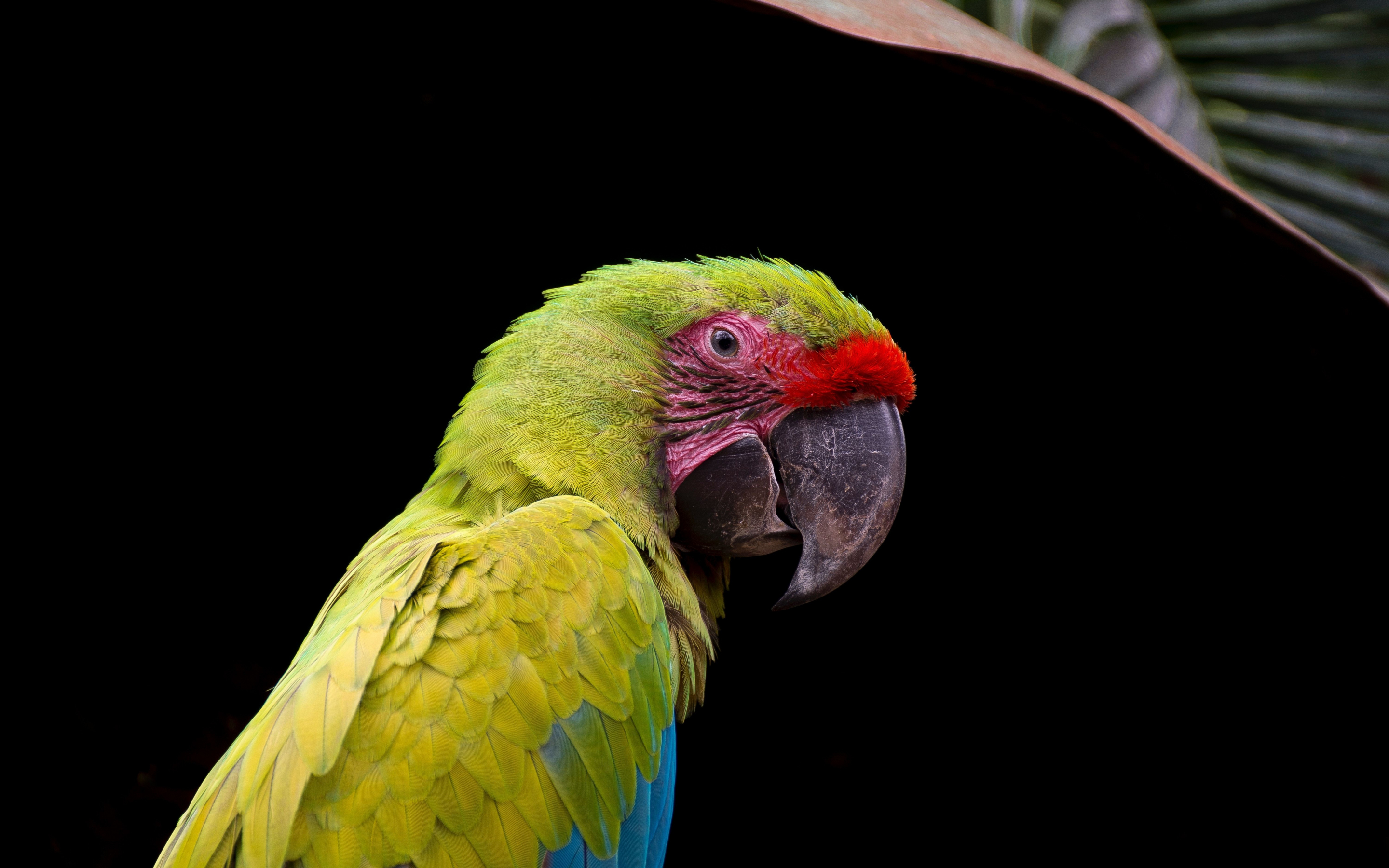 Parrot, adorable, bird, close up, 2880x1800 wallpaper