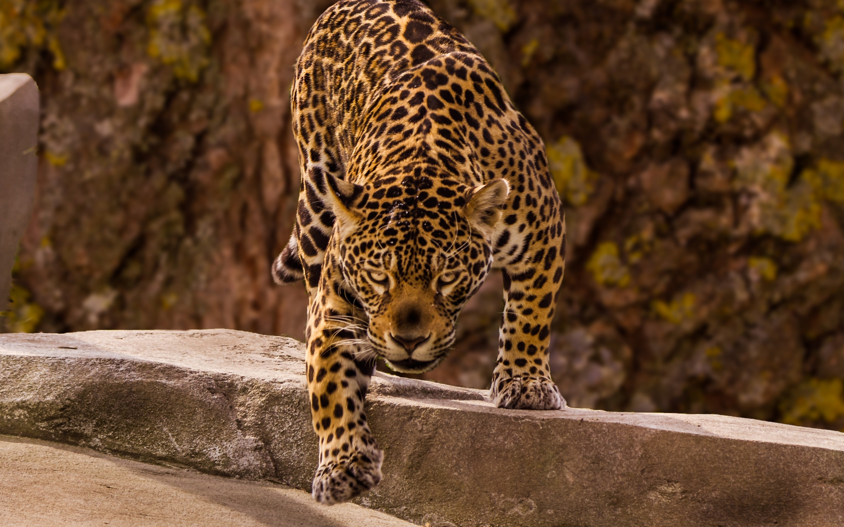 Jaguar, predator, wild, 2880x1800 wallpaper