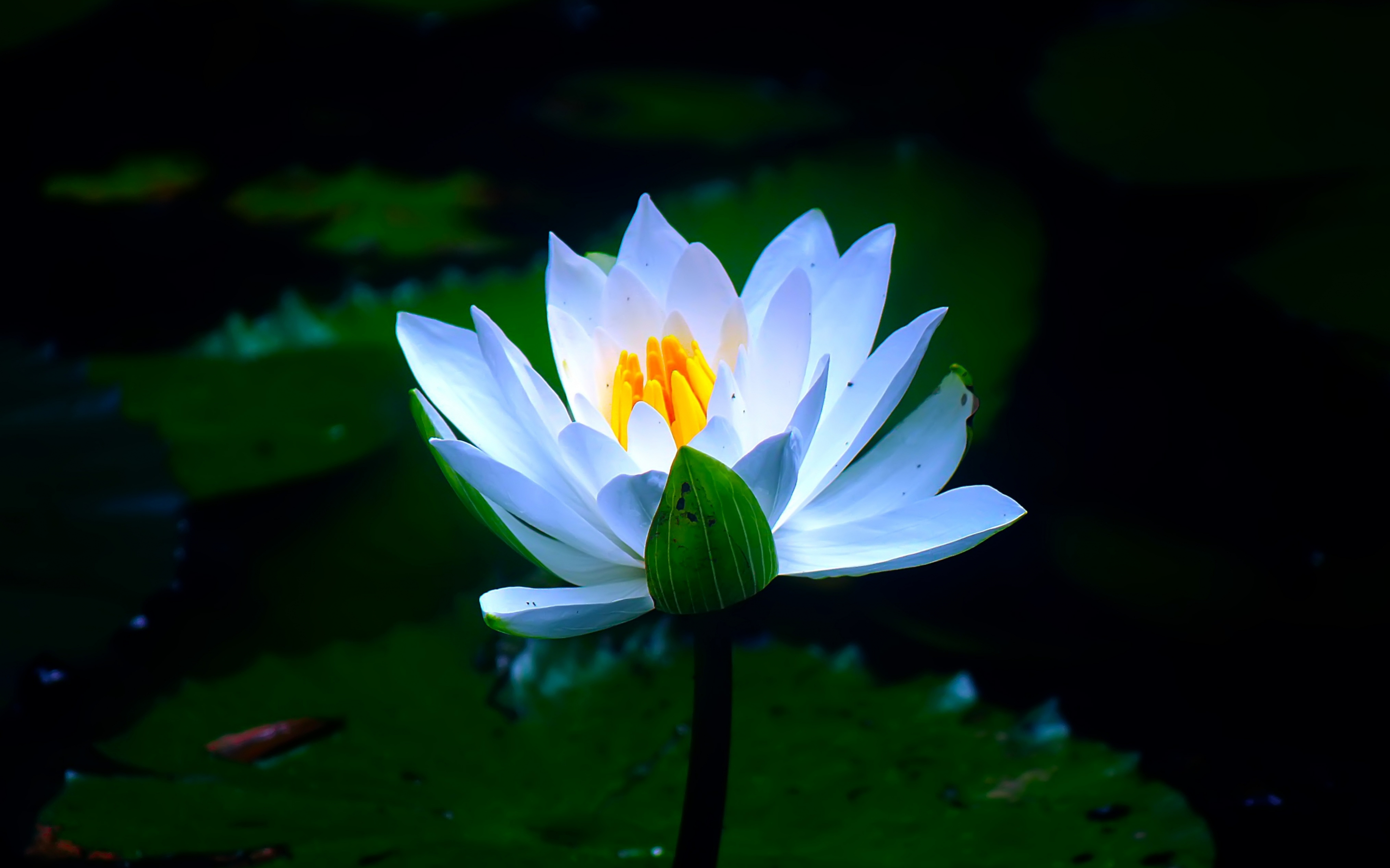 White, pond, flower, water lily, bloom, 2880x1800 wallpaper