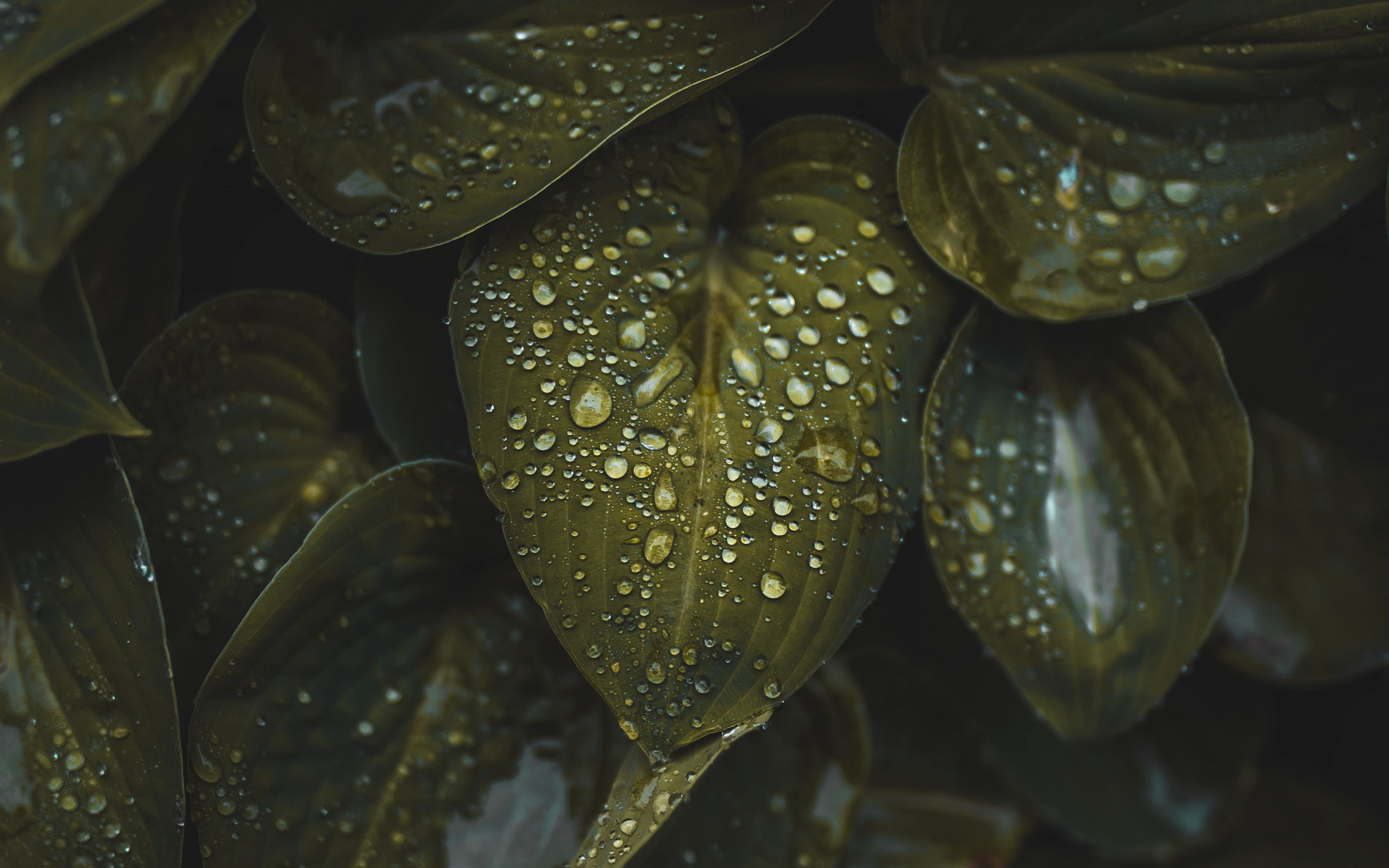 Plants, droplets on leaves, macro, 2880x1800 wallpaper
