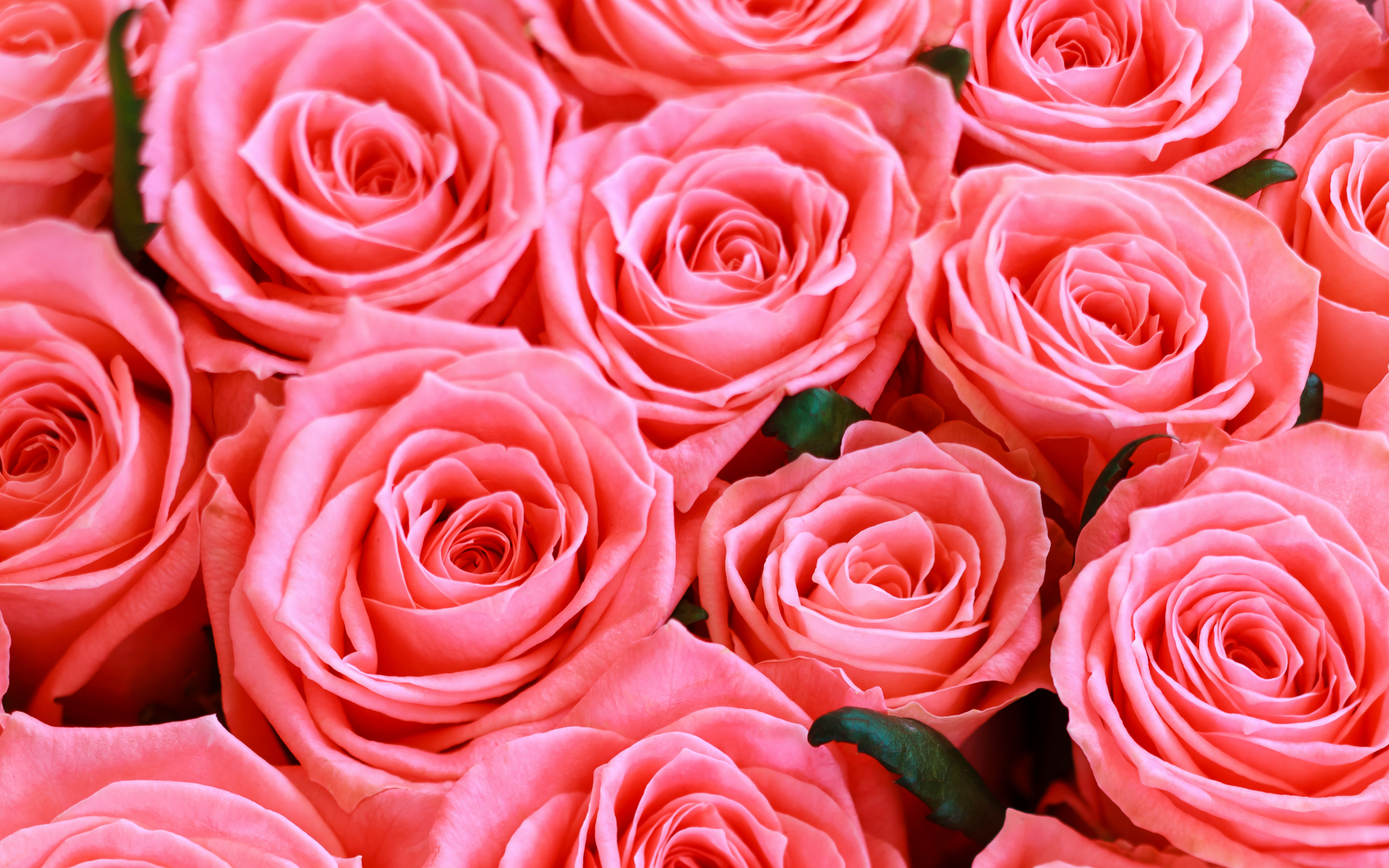 Fresh pink roses, flowers, 2880x1800 wallpaper