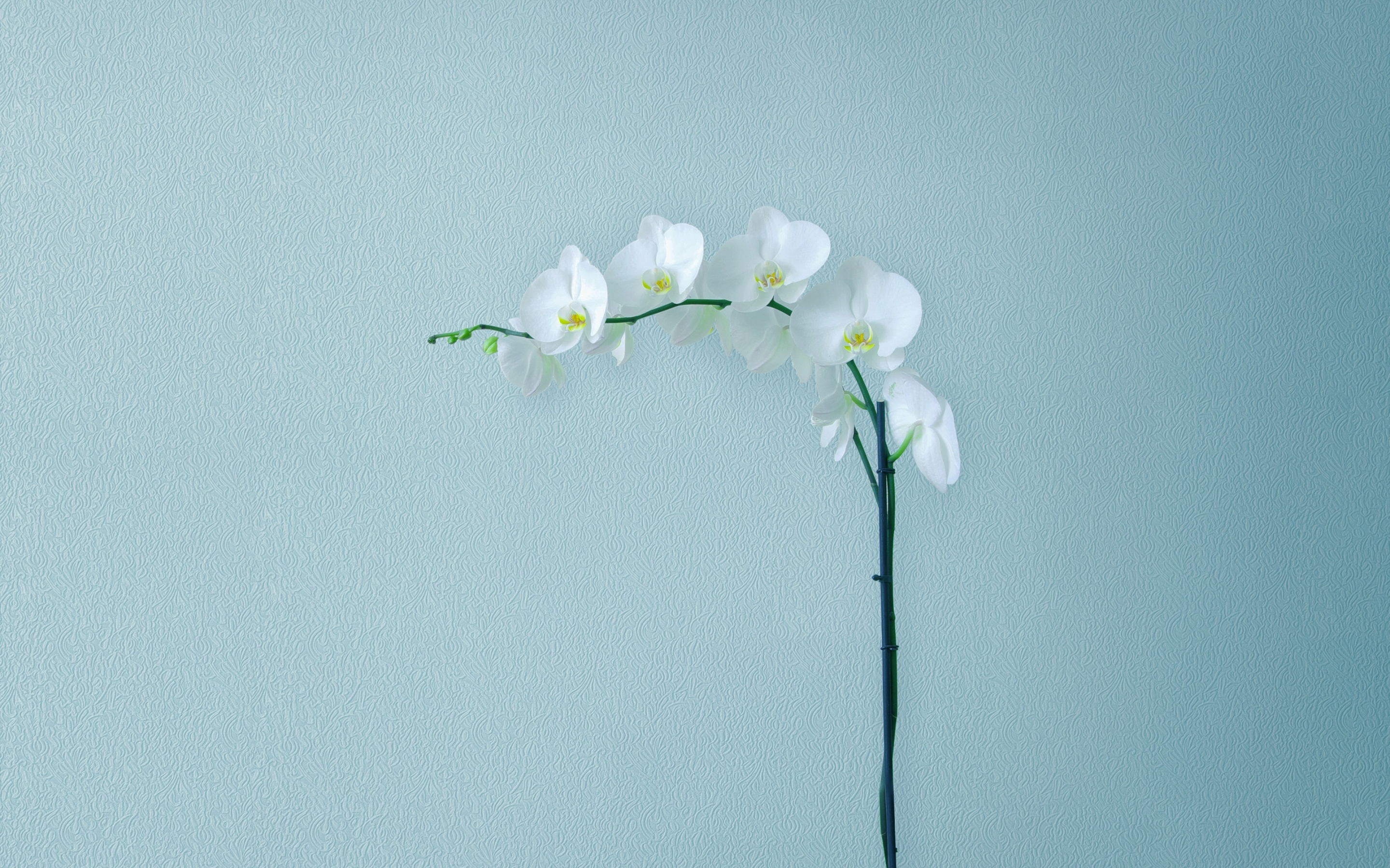 Artificial flowers, minimal, Guawei Mediapad m5, stock, 2880x1800 wallpaper