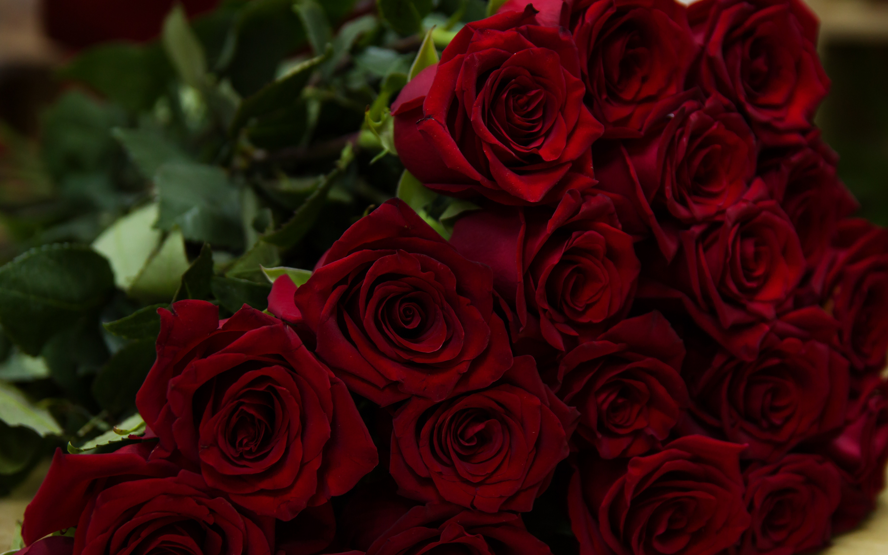 Beautiful, flowers, red roses, 2880x1800 wallpaper