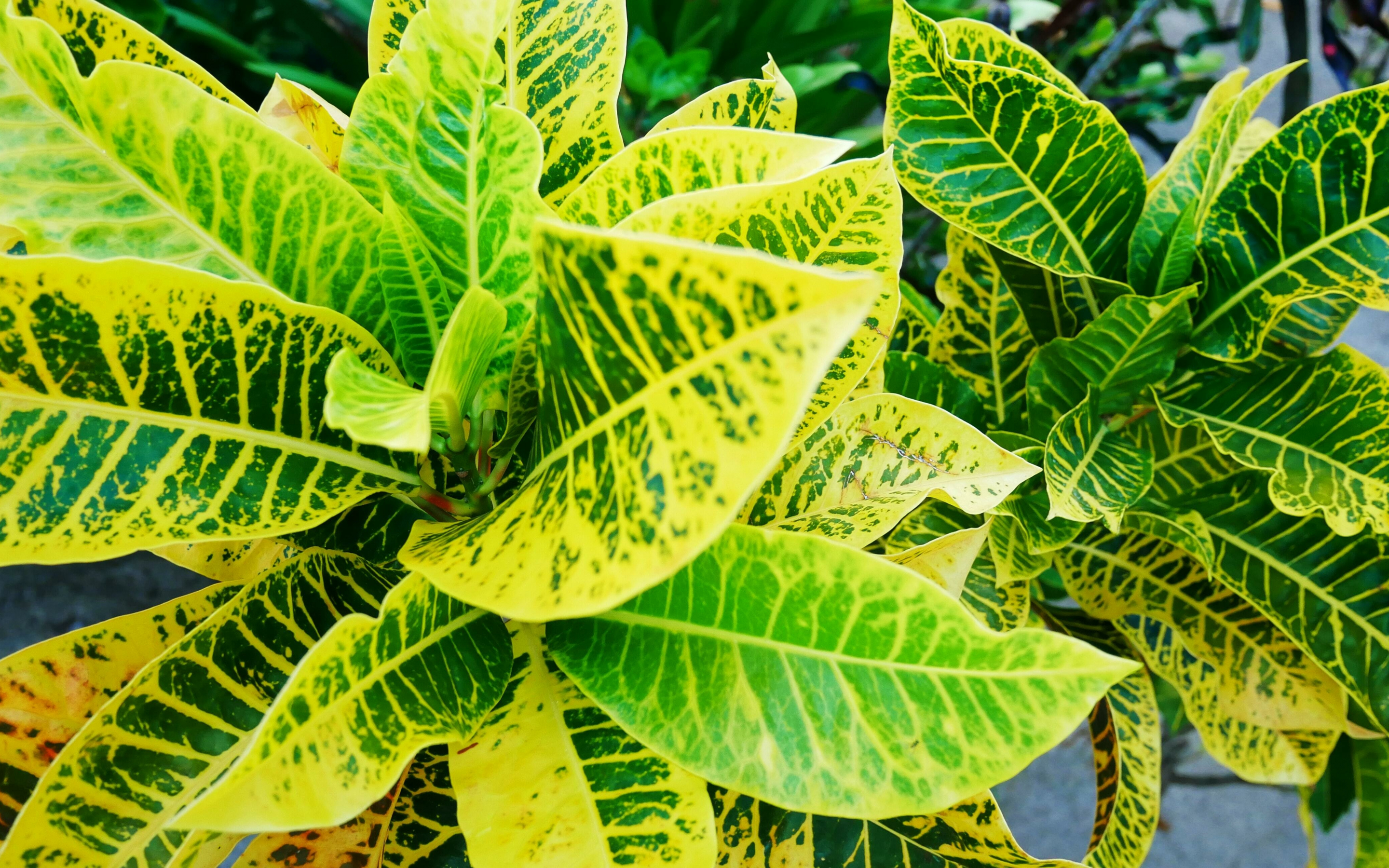 Green-yellow leaves, croton plant, nature, 2880x1800 wallpaper