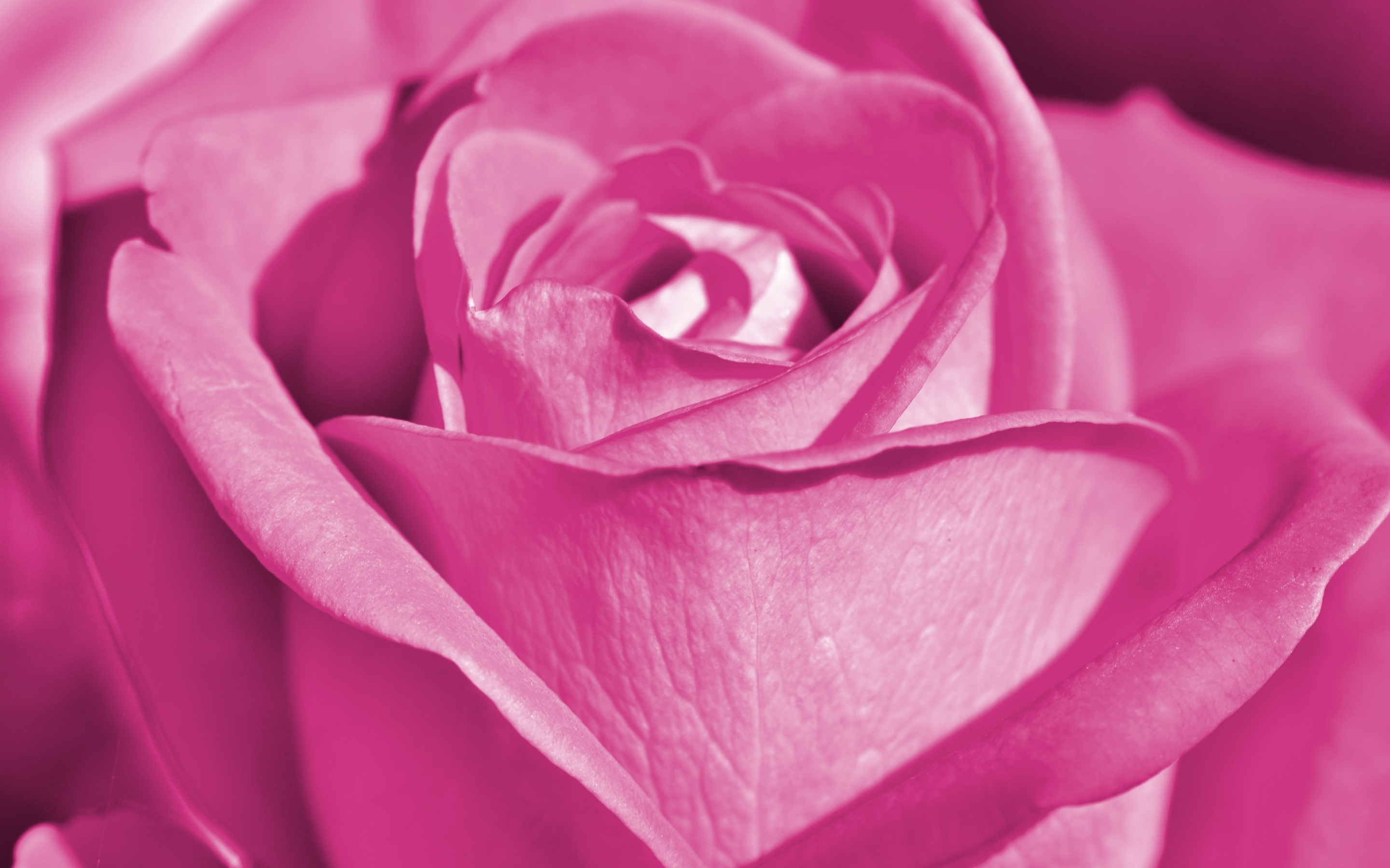 Pink rose, close up, bloom, 2880x1800 wallpaper