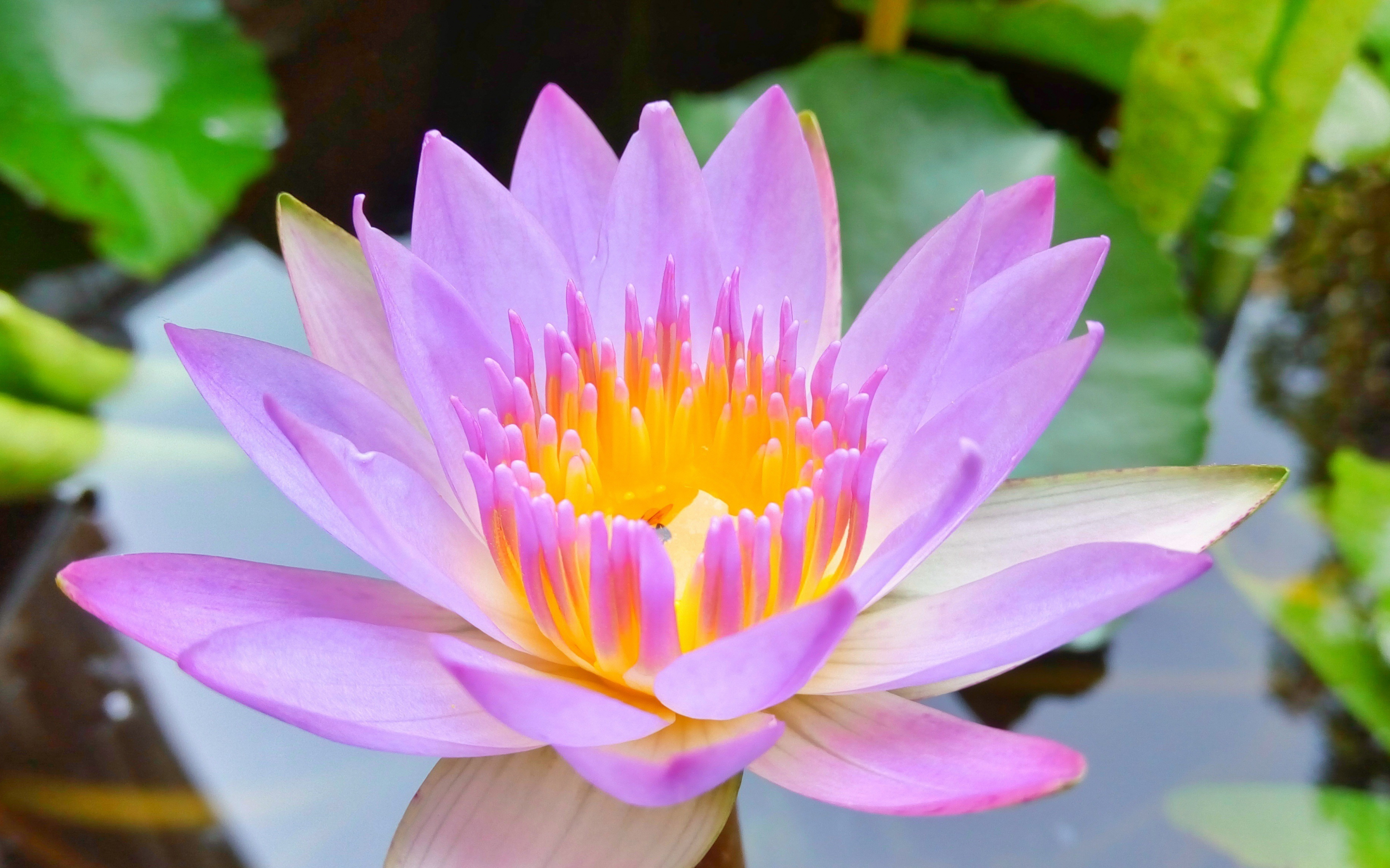 Bloom, pink, water lily, close up, 2880x1800 wallpaper