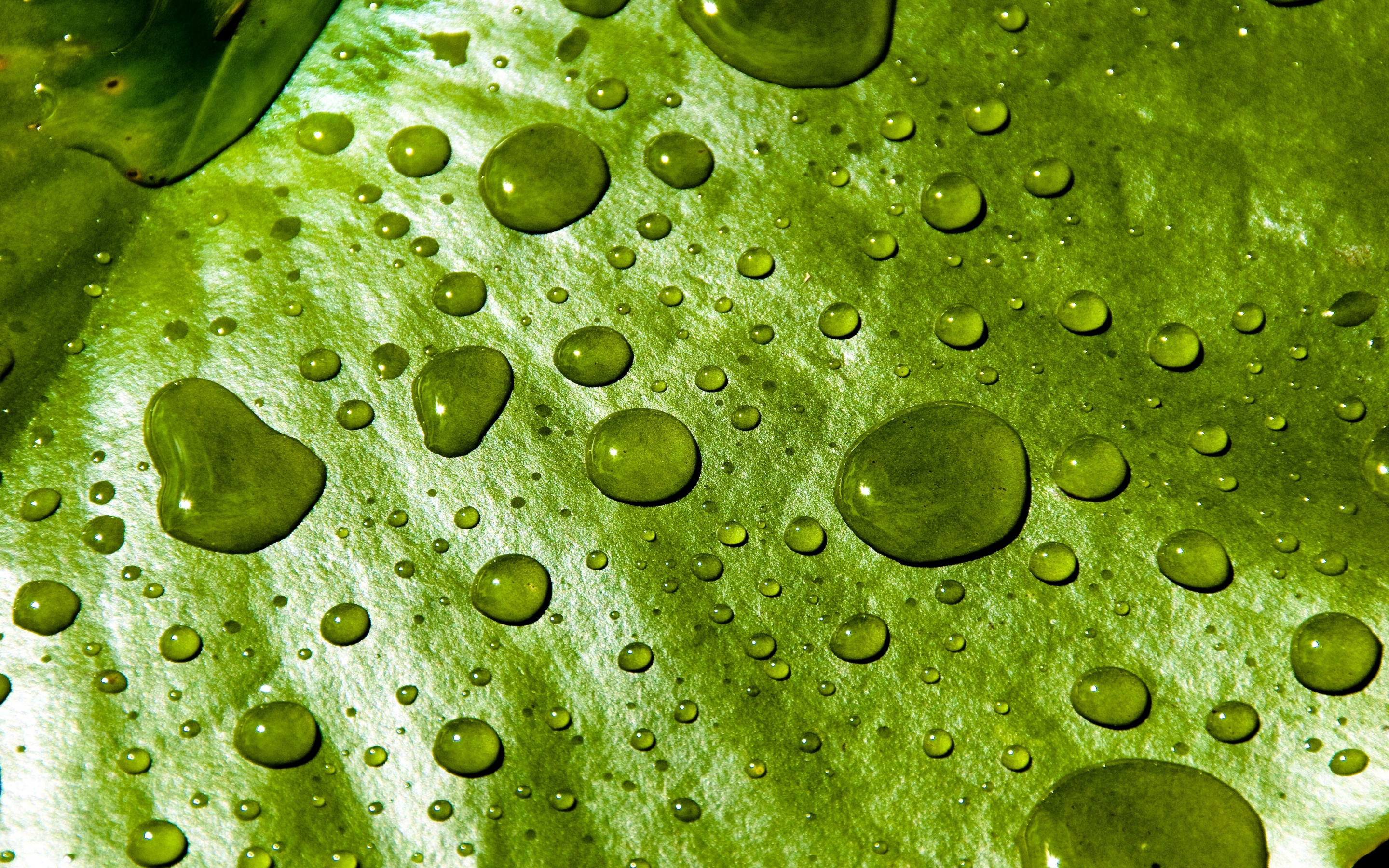 Water drops, close up, water lily leaf, 2880x1800 wallpaper