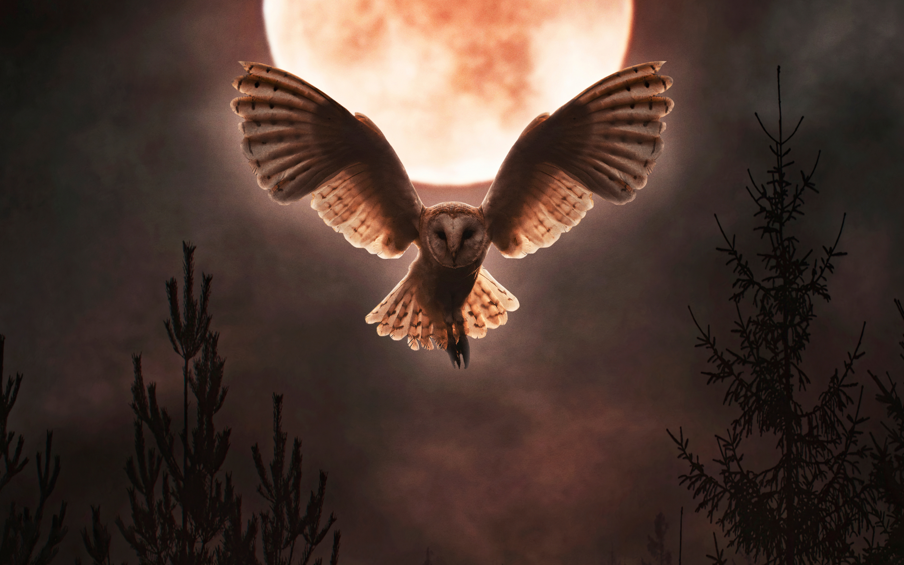 Barn owl, moon night, flight, open wings, 2880x1800 wallpaper
