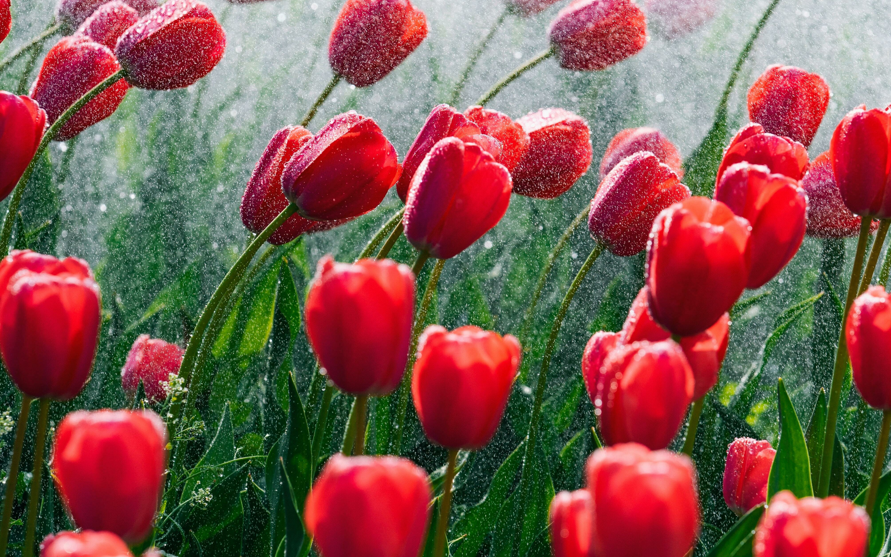 Red and beautiful tulips, bloom, spring, 2880x1800 wallpaper