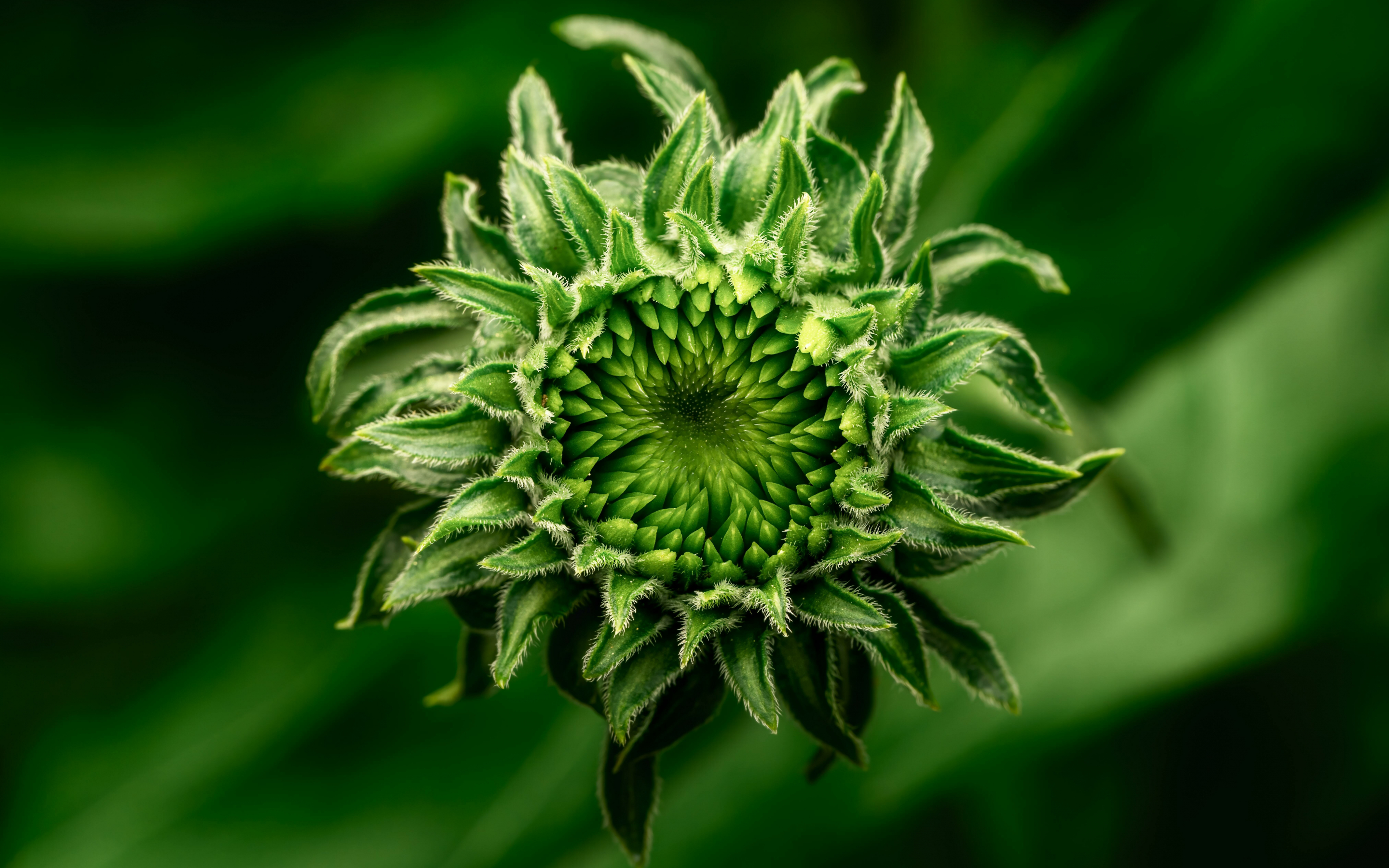 Green flower bud, close up, 2880x1800 wallpaper
