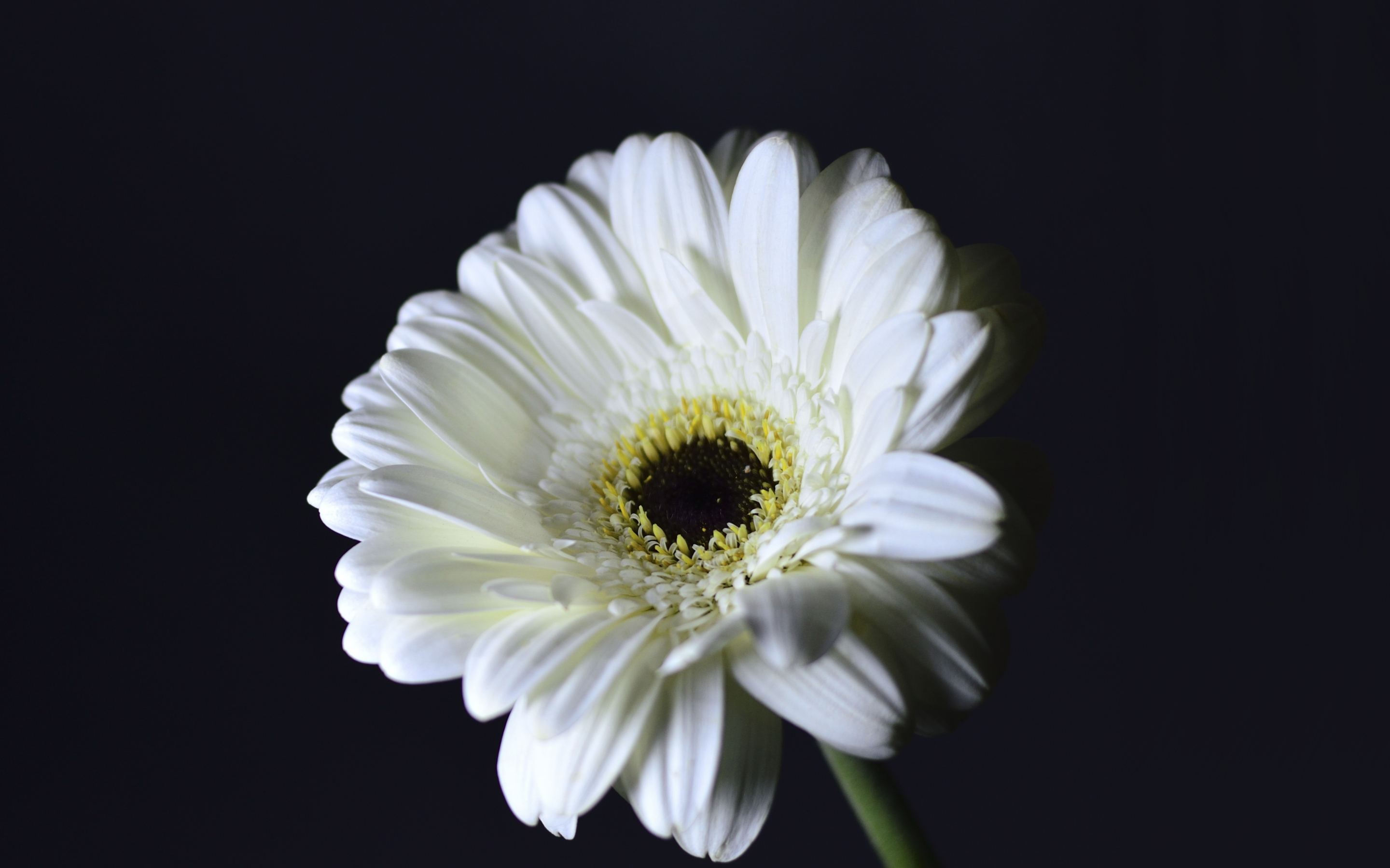 Whiter Gerbera, flower, portrait, 2880x1800 wallpaper