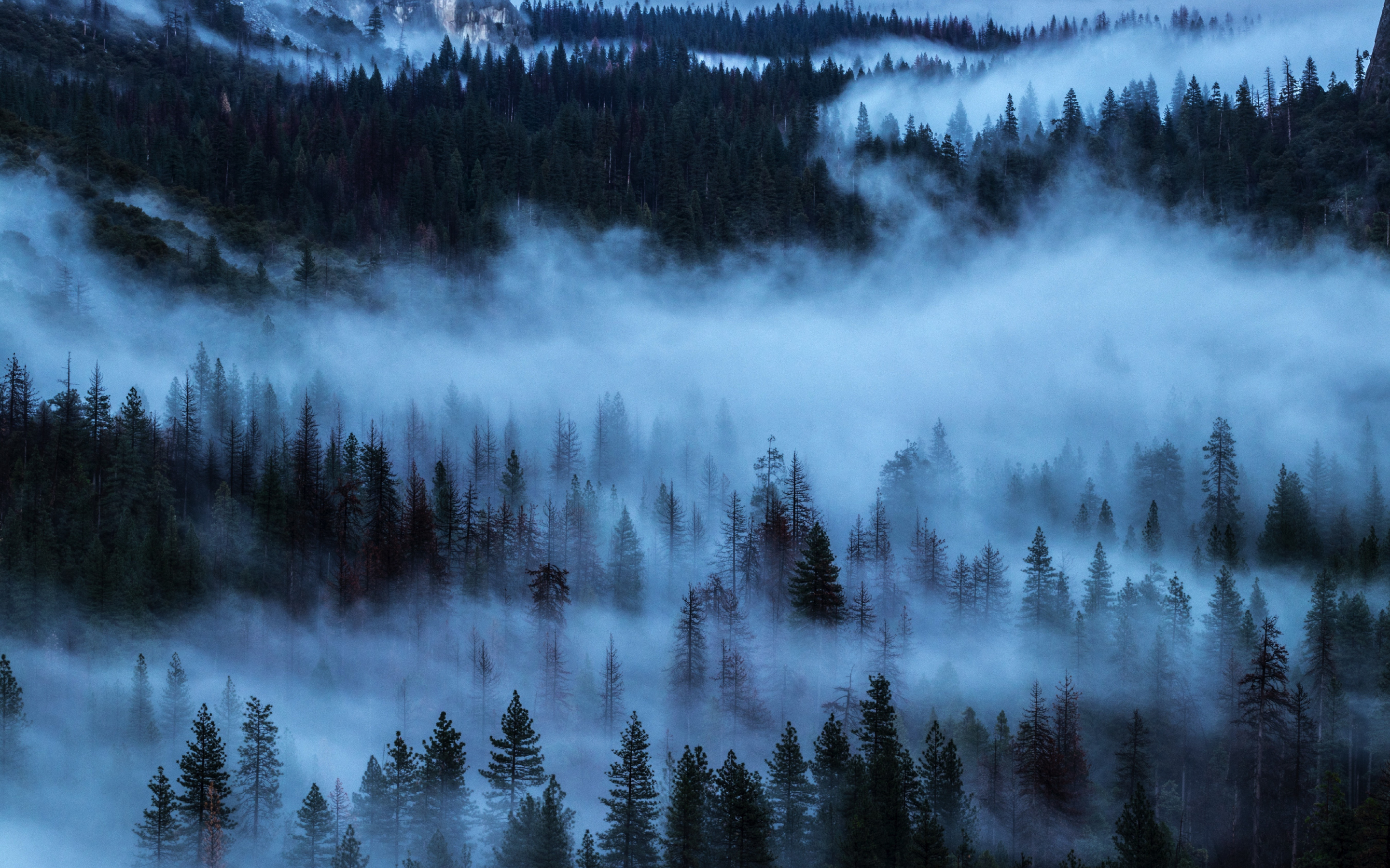 Fog, horizon, sunrise, trees, nature, 2880x1800 wallpaper