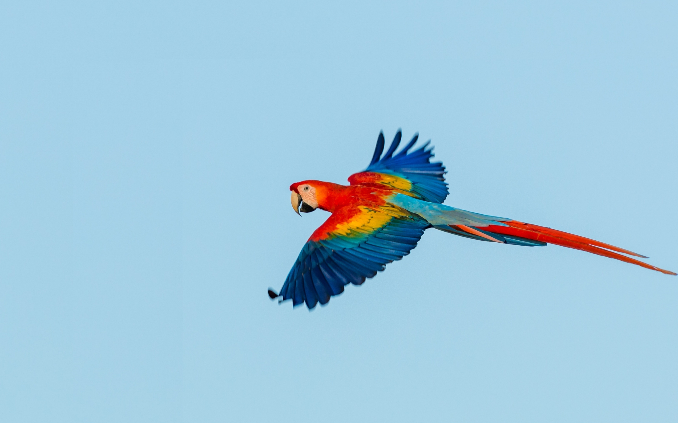 Macaw, parrot, flight, 2880x1800 wallpaper