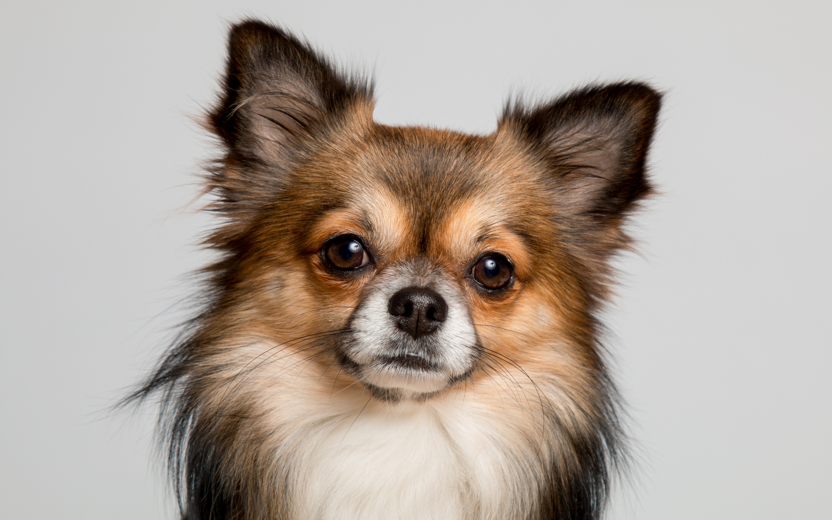 Chihuahua, dog, cute muzzle, 2880x1800 wallpaper