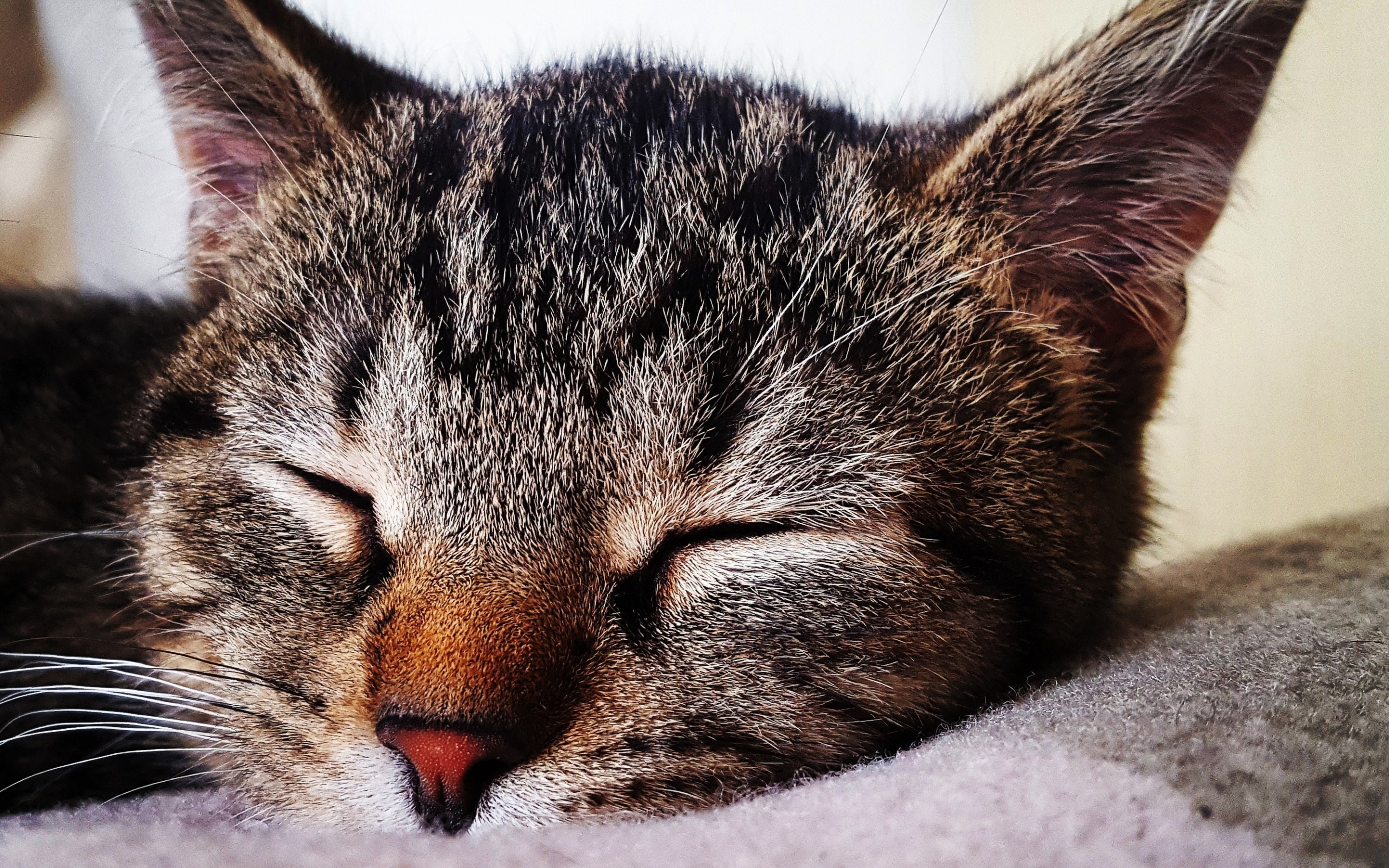 Relaxed, animal, cat, muzzle, closed eyes, 2880x1800 wallpaper