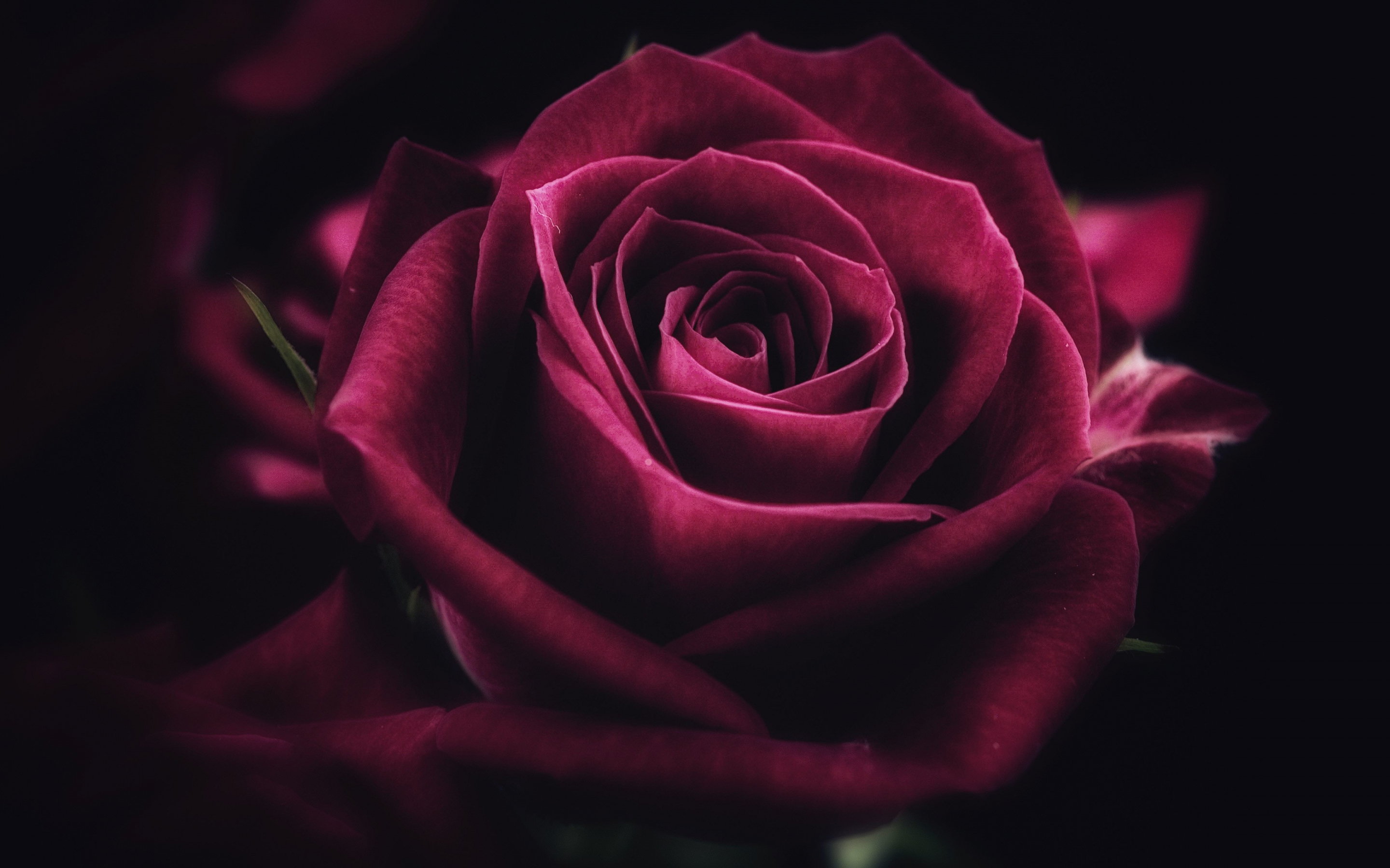 Pink rose, close up, bloom, 2880x1800 wallpaper