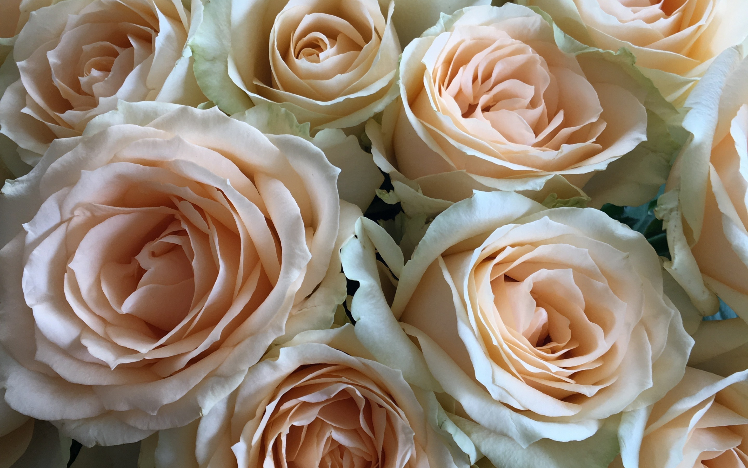 Flowers, roses, white pink, bouquet, 2880x1800 wallpaper