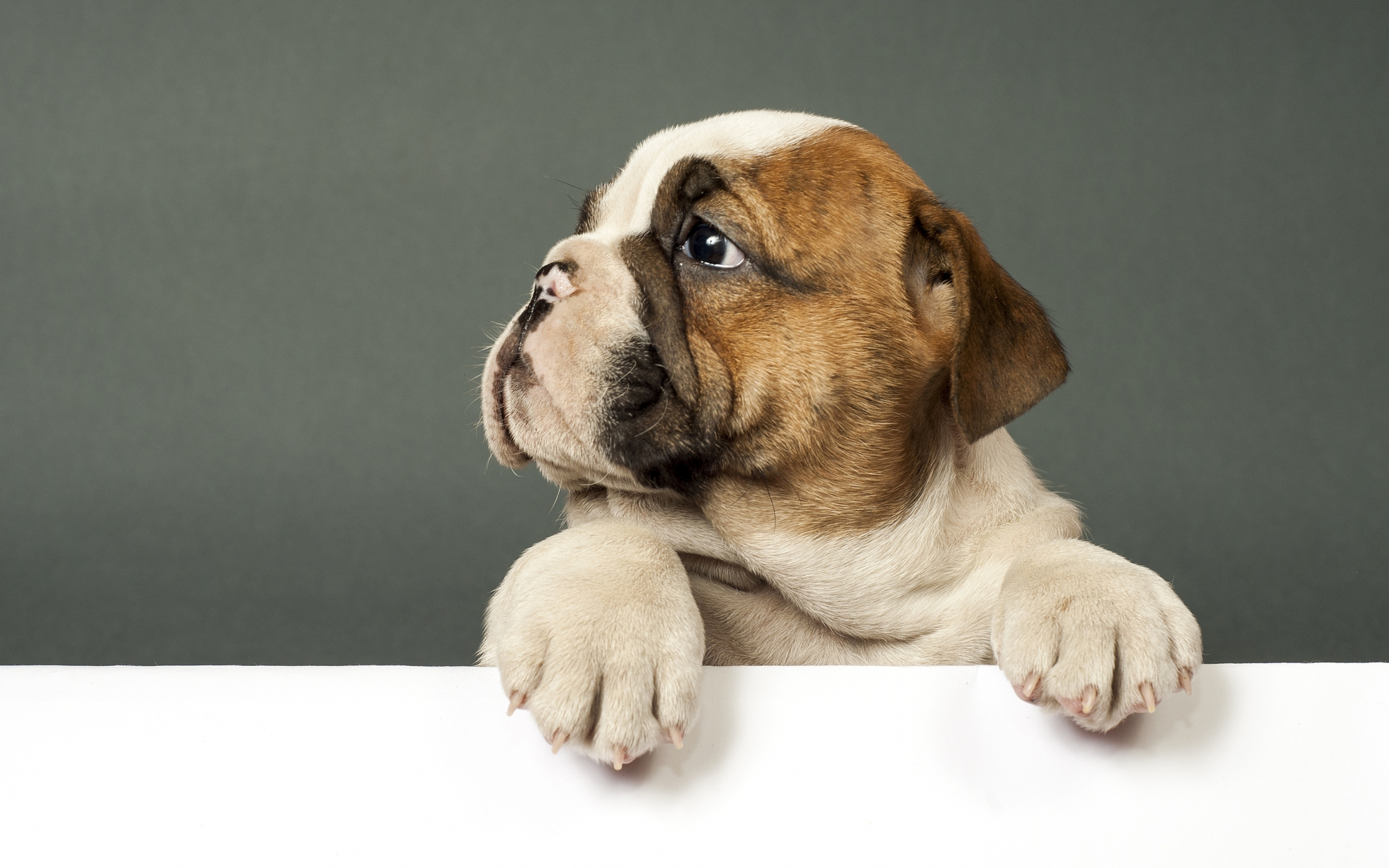 Bulldog, cute puppy, dog, 2880x1800 wallpaper