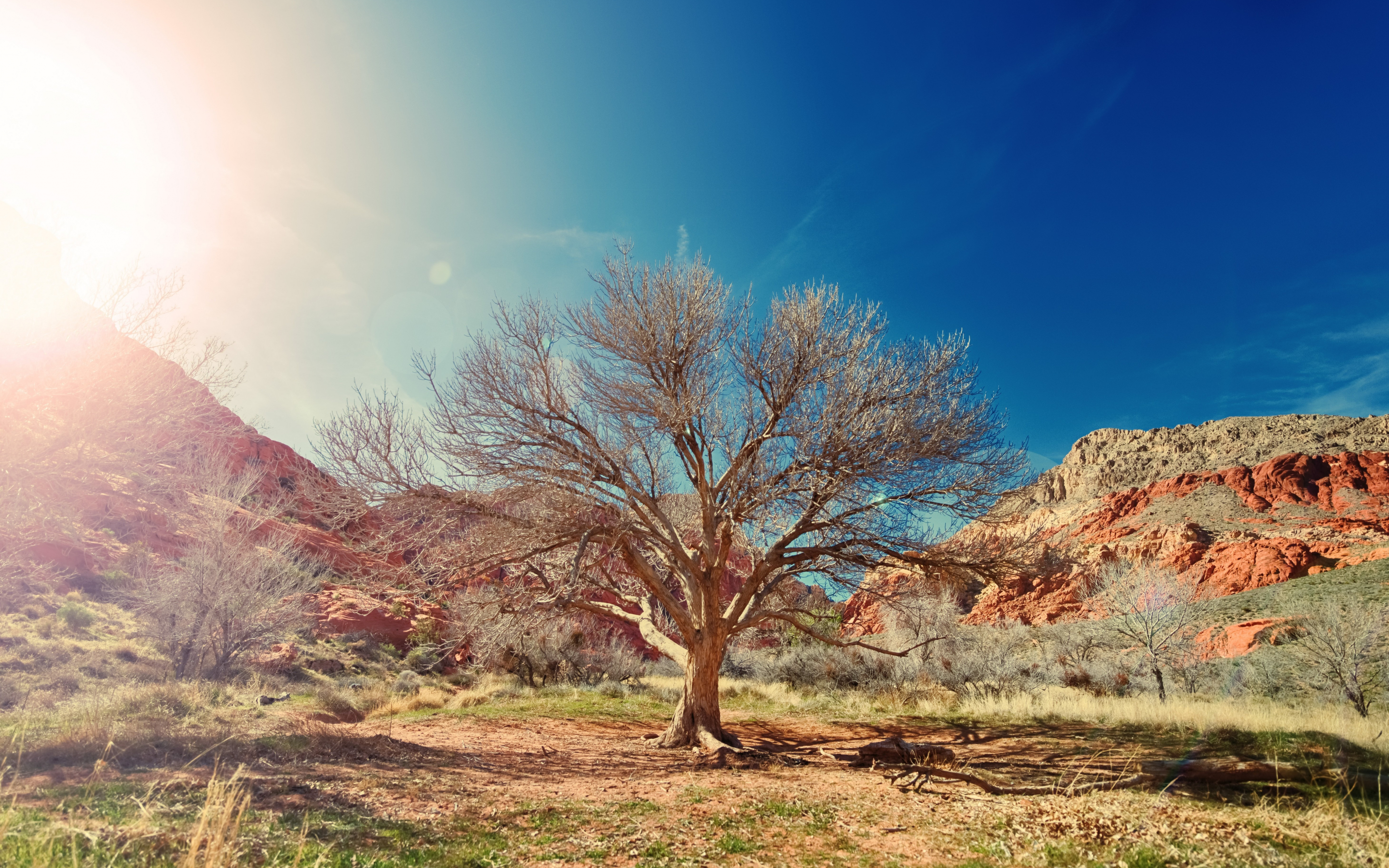 Dry tree, desert, nature, sunlight, 2880x1800 wallpaper
