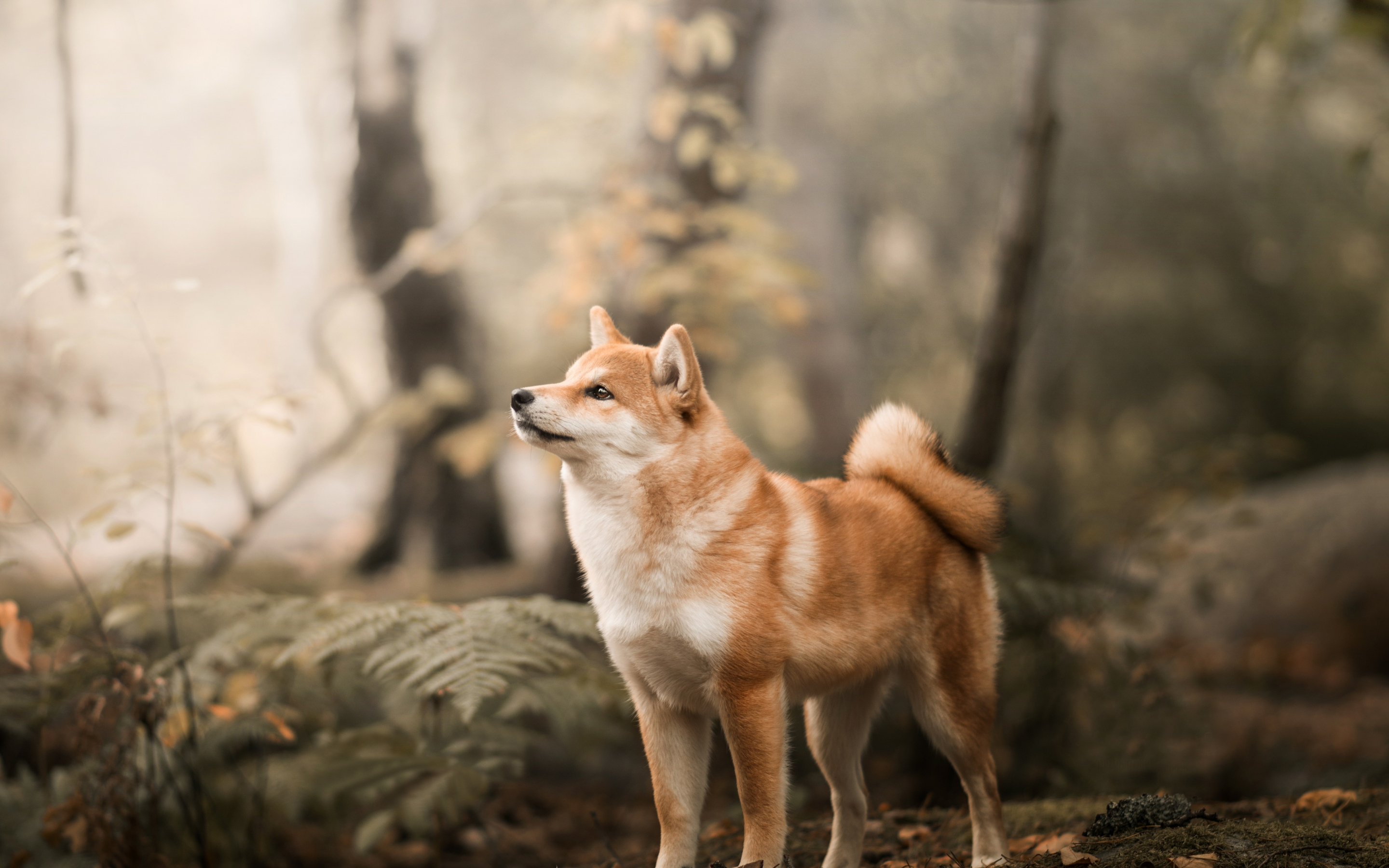 Shiba Inu, confident, dog, outdoor, 2880x1800 wallpaper