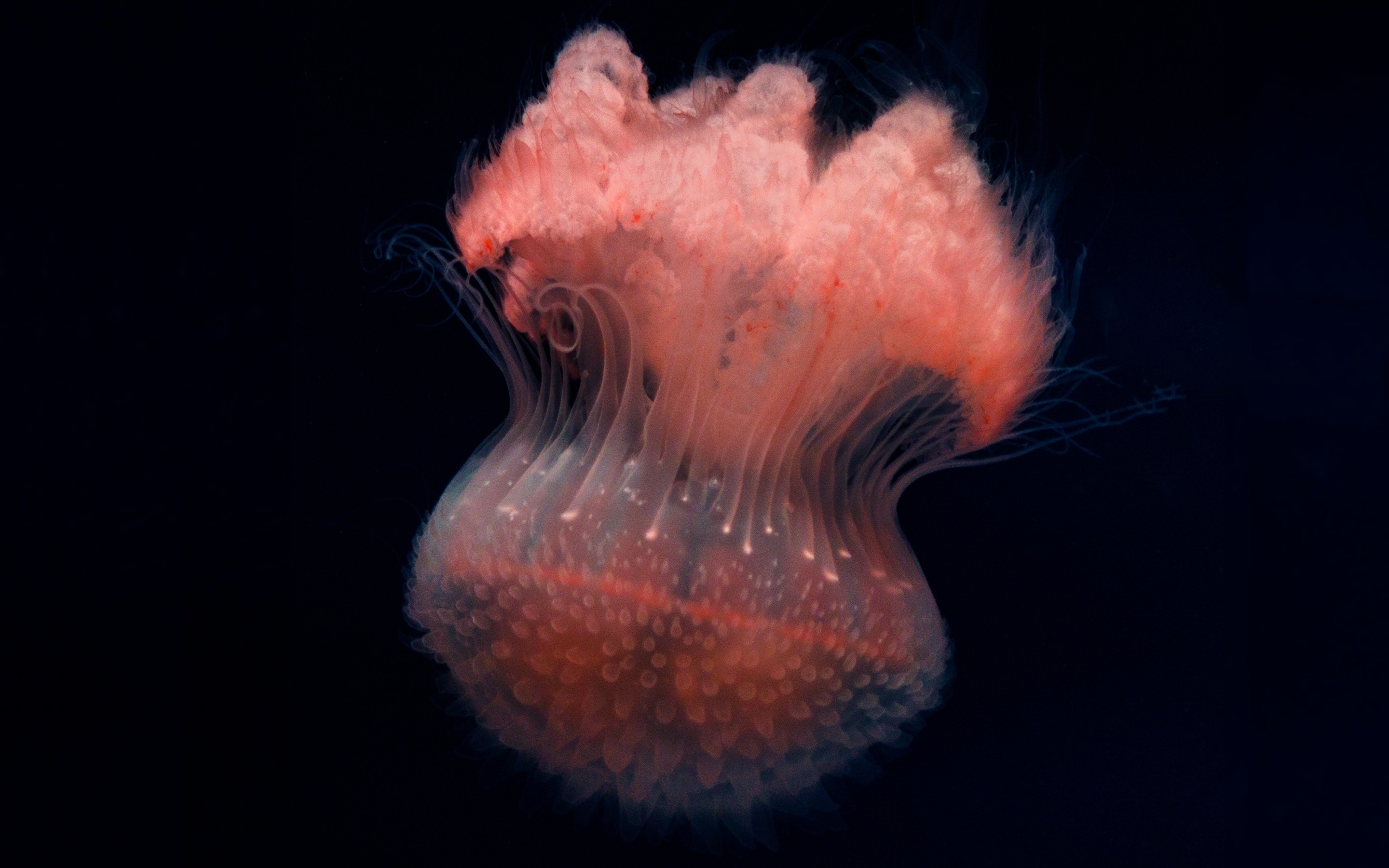 Fluffy, jellyfish, close up, 2880x1800 wallpaper