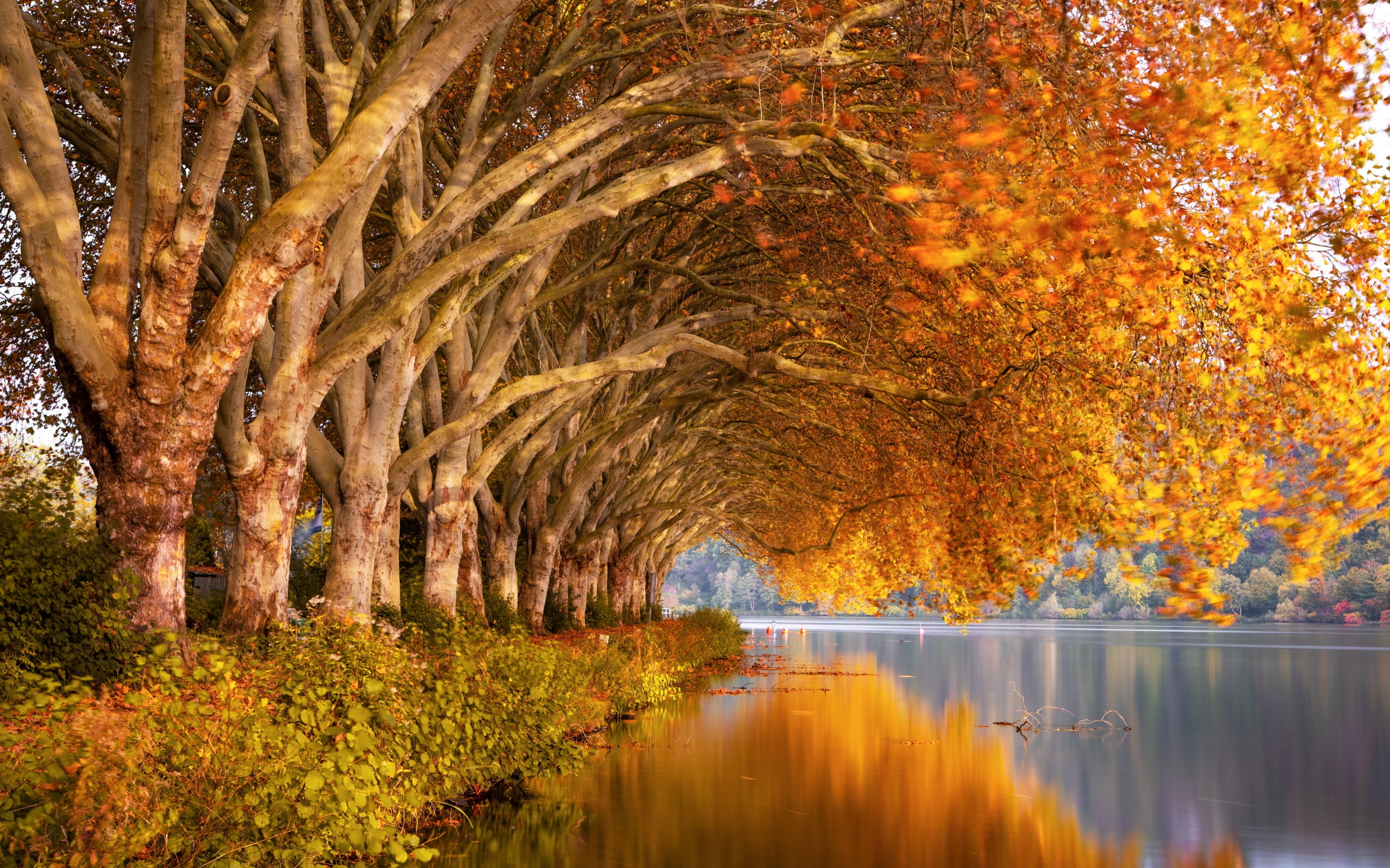 Lake, bay of lake, autumn, tree, 2880x1800 wallpaper