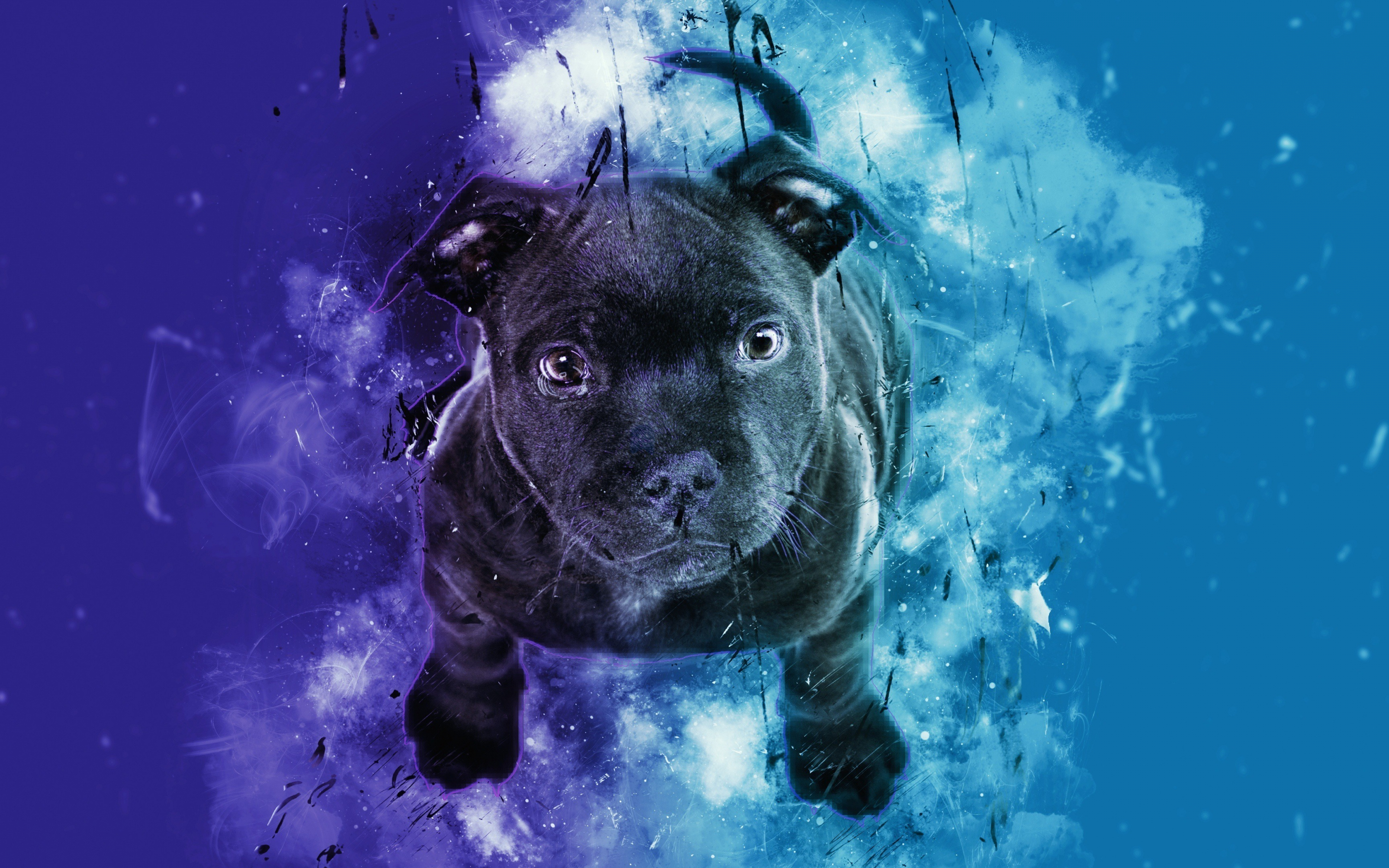 Black puppy, dog, cute, digital art, 2880x1800 wallpaper