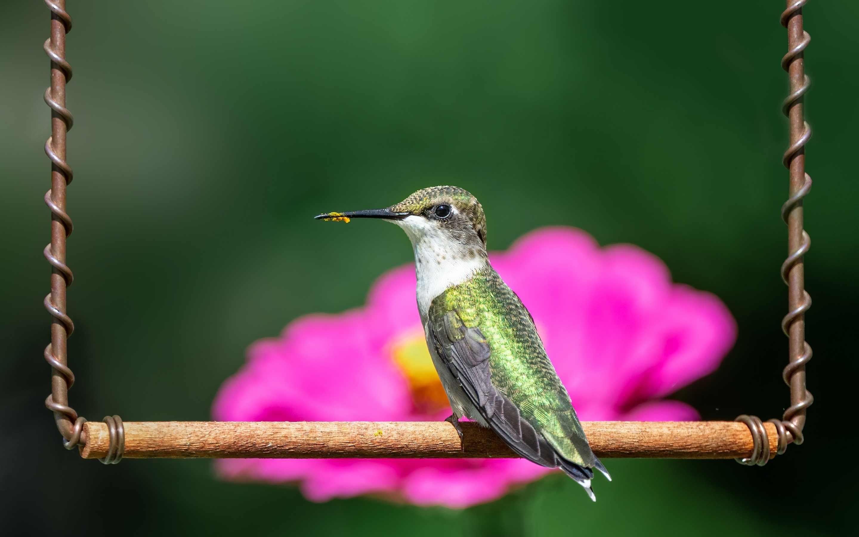Hummingbird, cute, 2880x1800 wallpaper