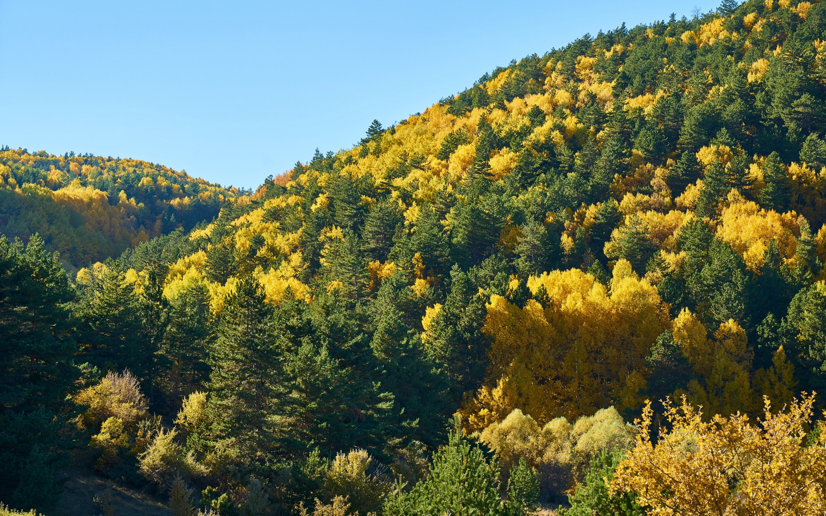 Trees, forest, hill, autumn, 2880x1800 wallpaper