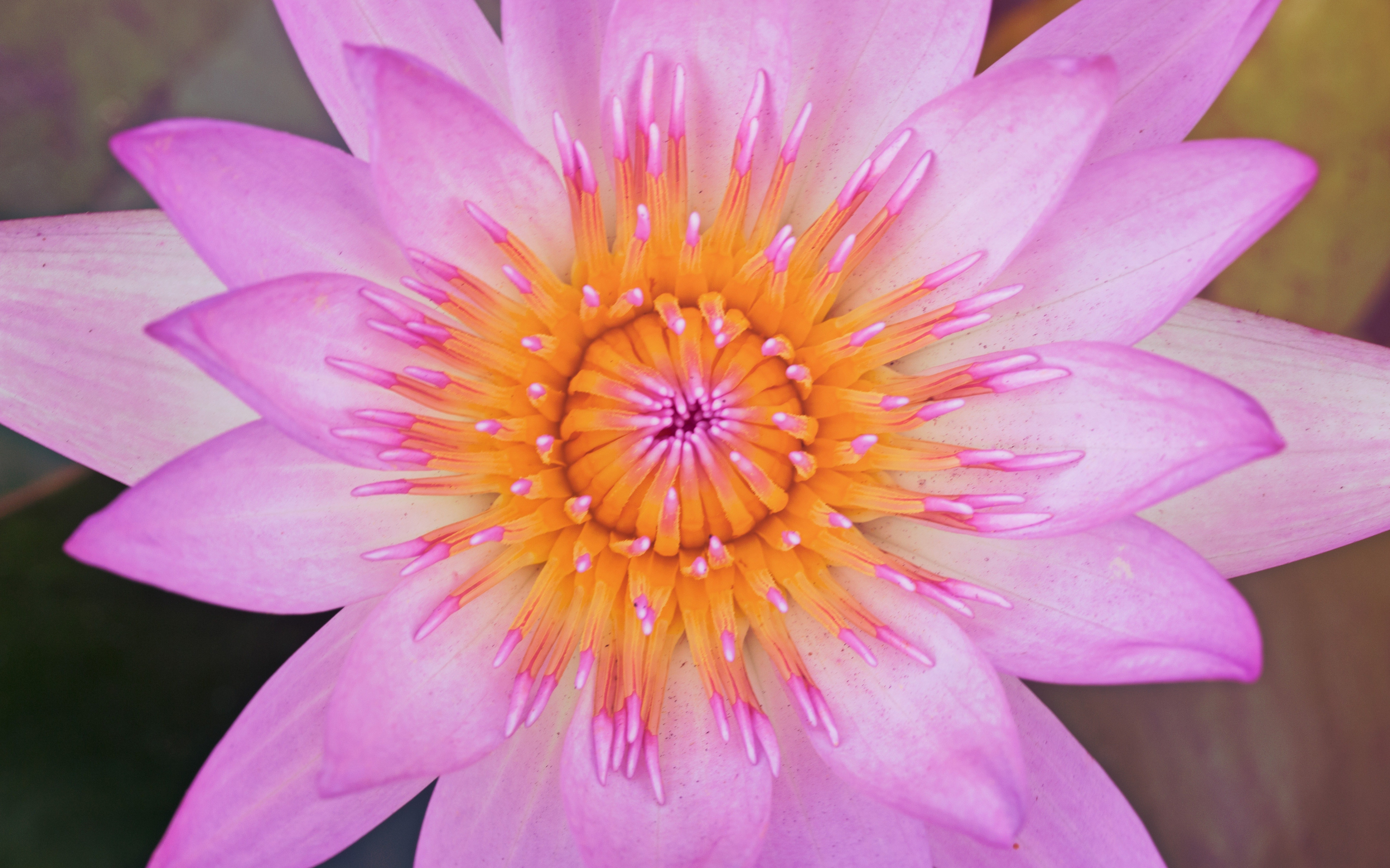 Close up, pink water lily, bloom, 2880x1800 wallpaper