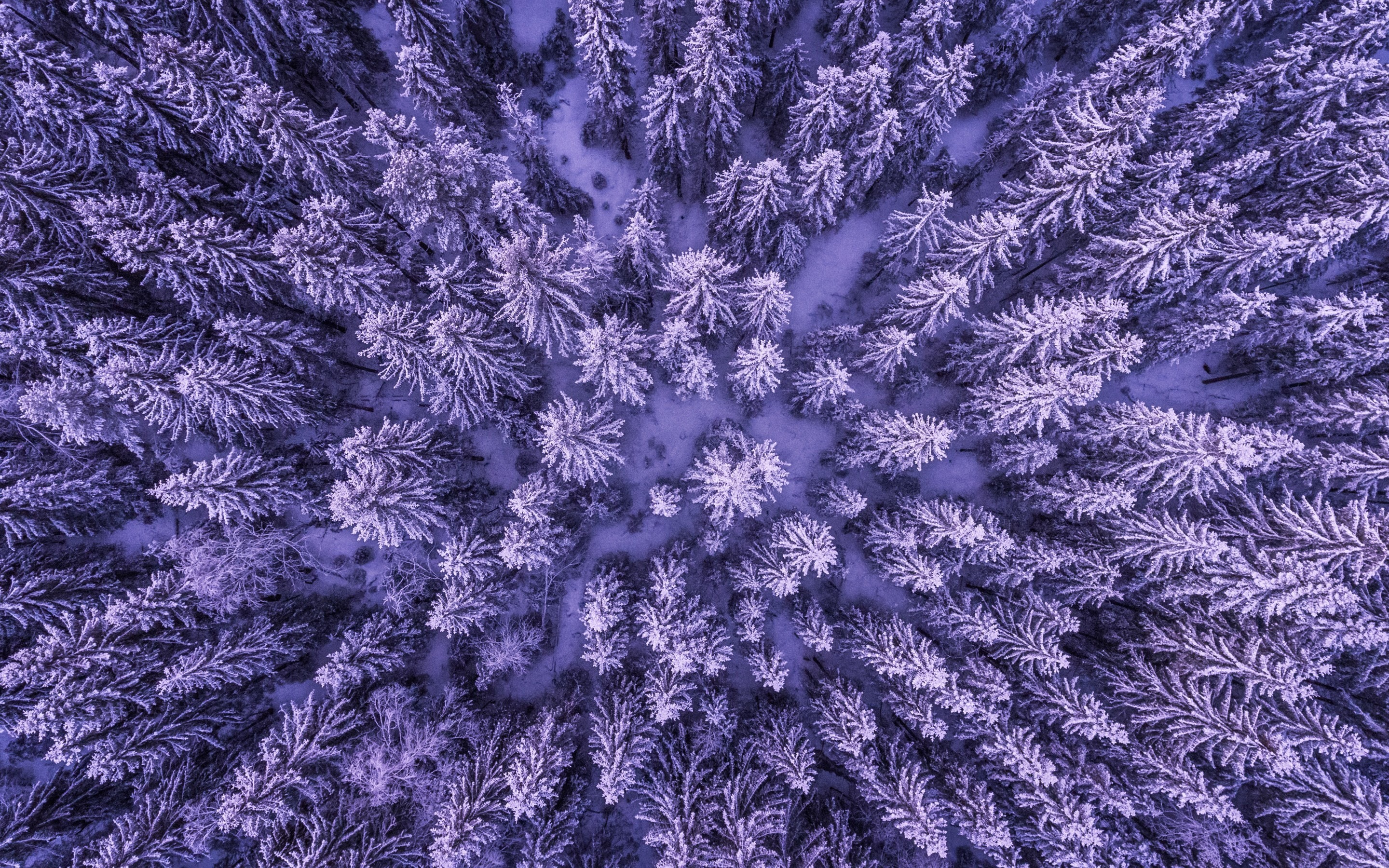 Snowy forest, aerial view, snowfall, winter, trees, 2880x1800 wallpaper