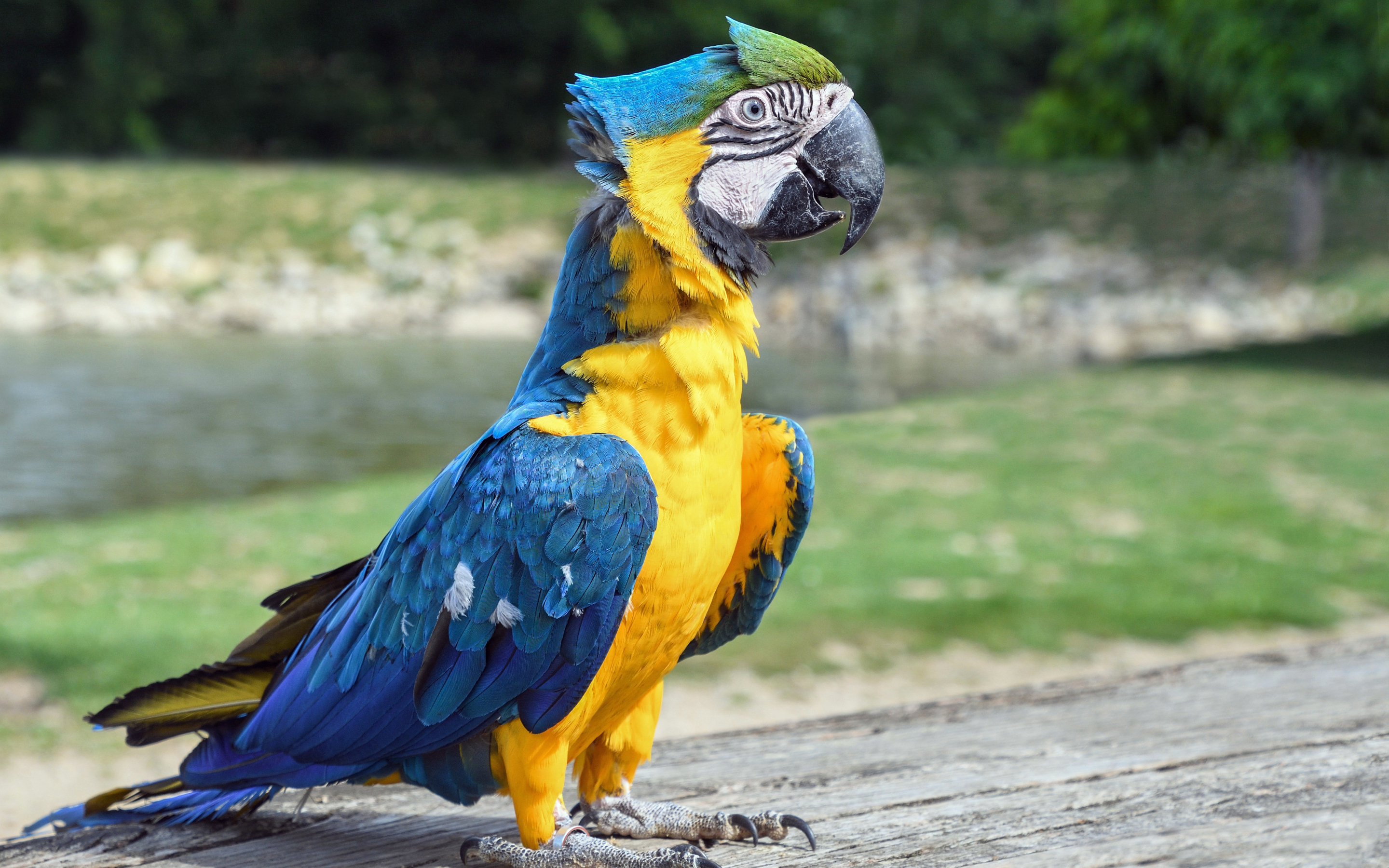 Confident, bird, colorful macaw, 2880x1800 wallpaper