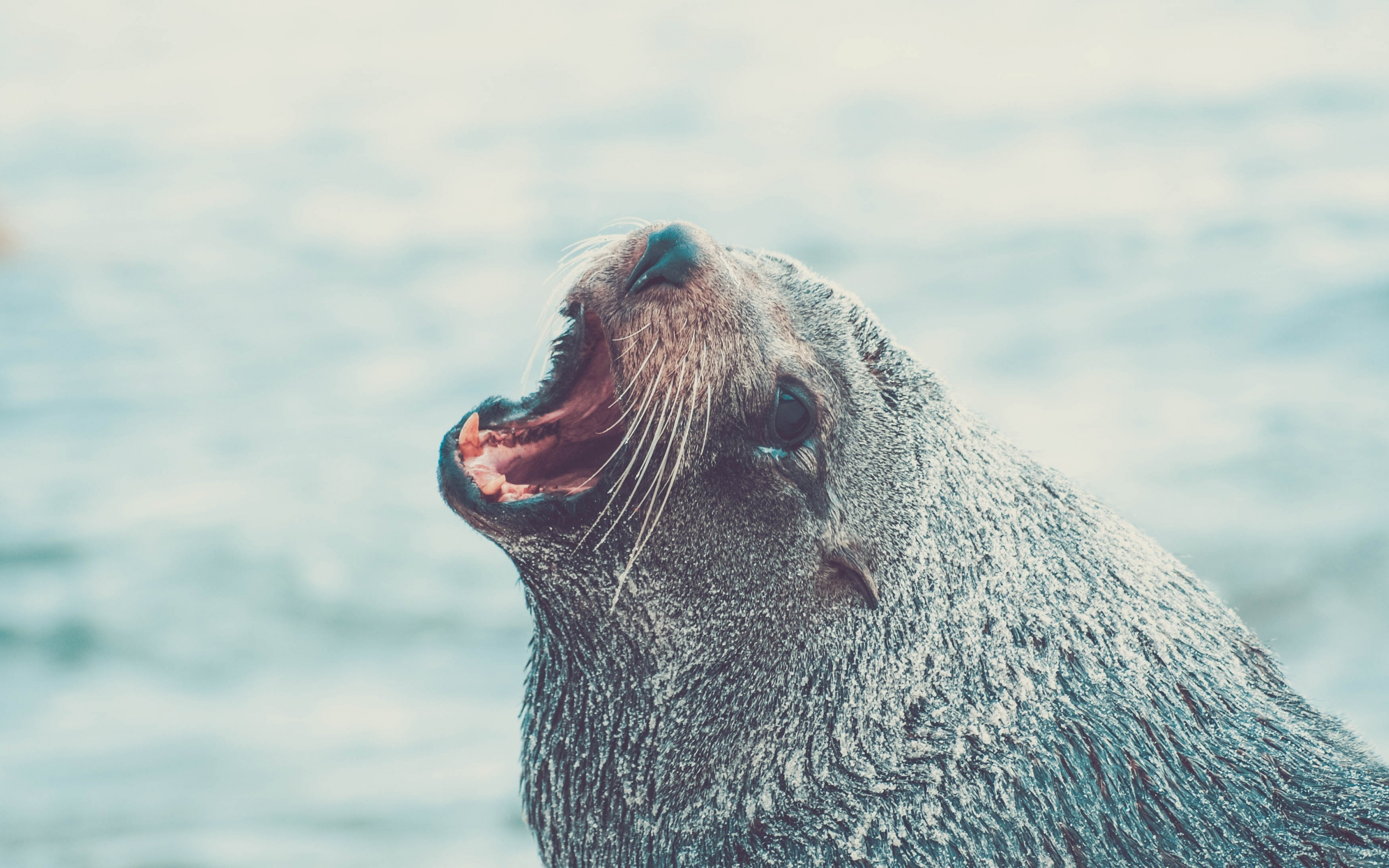 Sea lion, roar, aquatic life, muzzle, 2880x1800 wallpaper